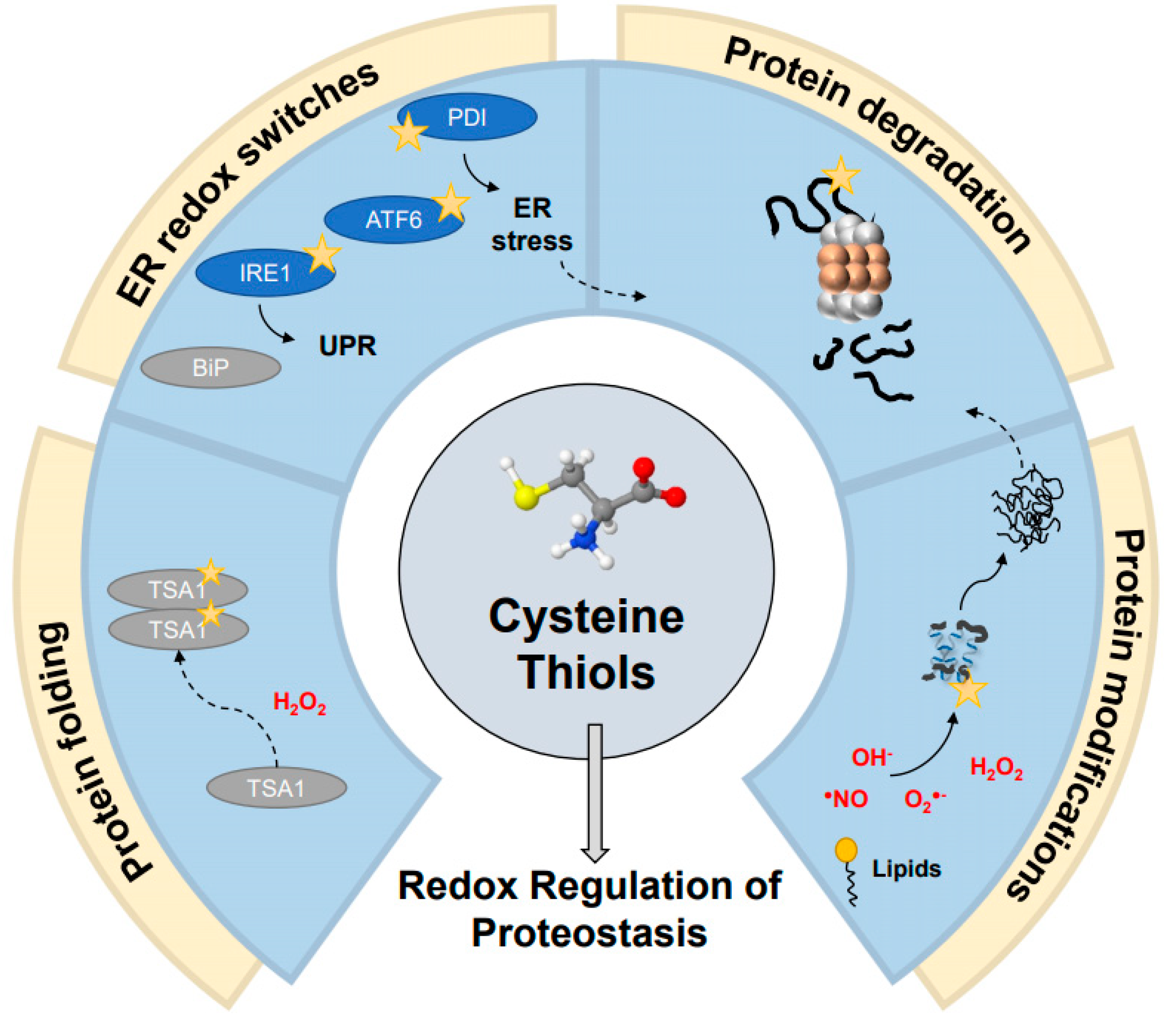 Biomolecules 11 00469 g002