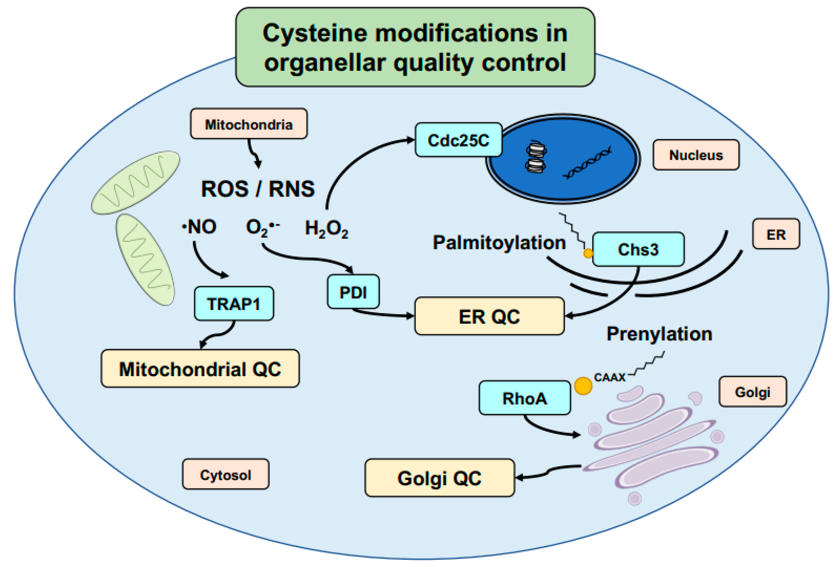 Biomolecules 11 00469 g003