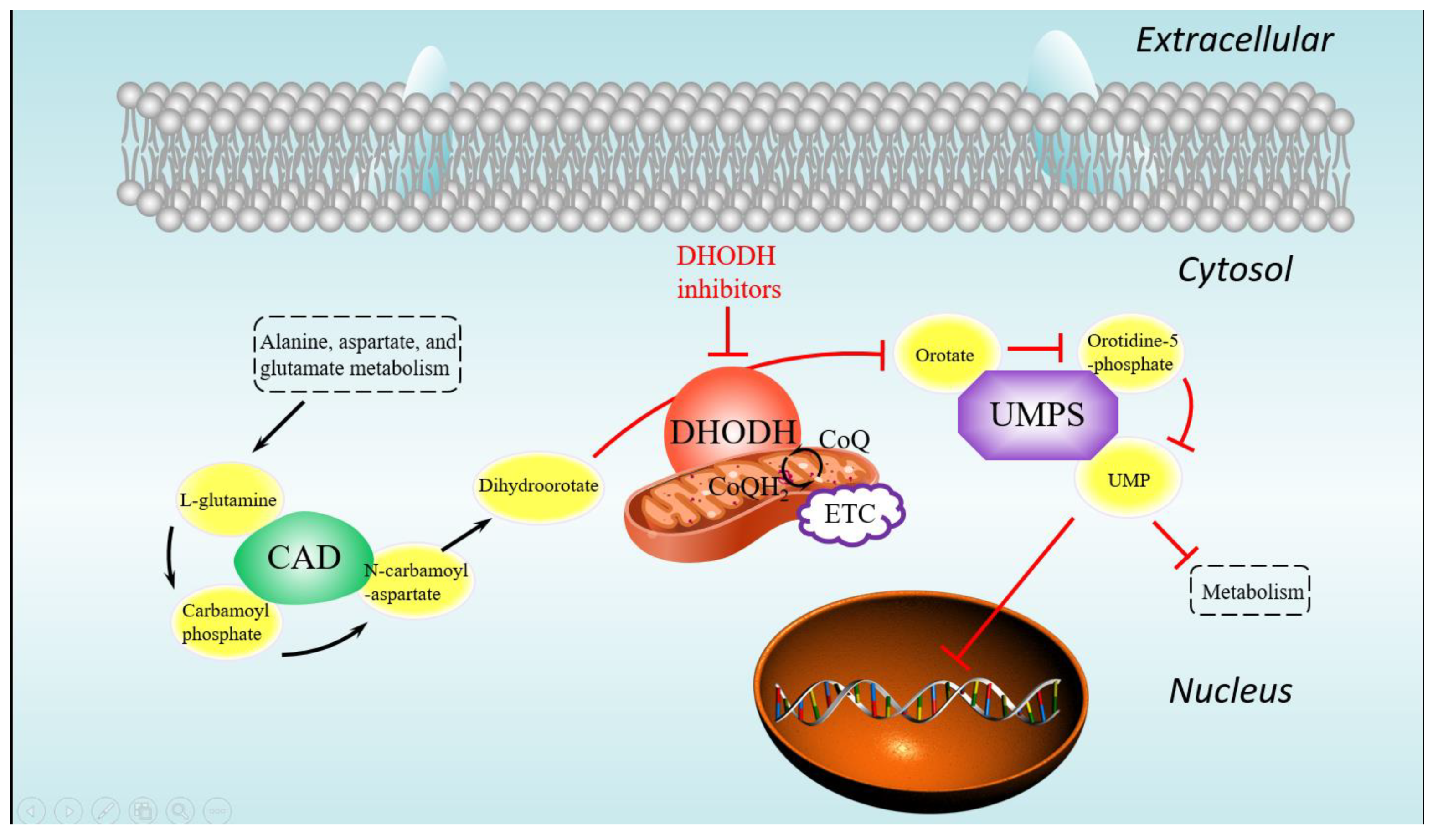 Biomolecules 11 00477 g007 Biomolecules 11 00477 g007