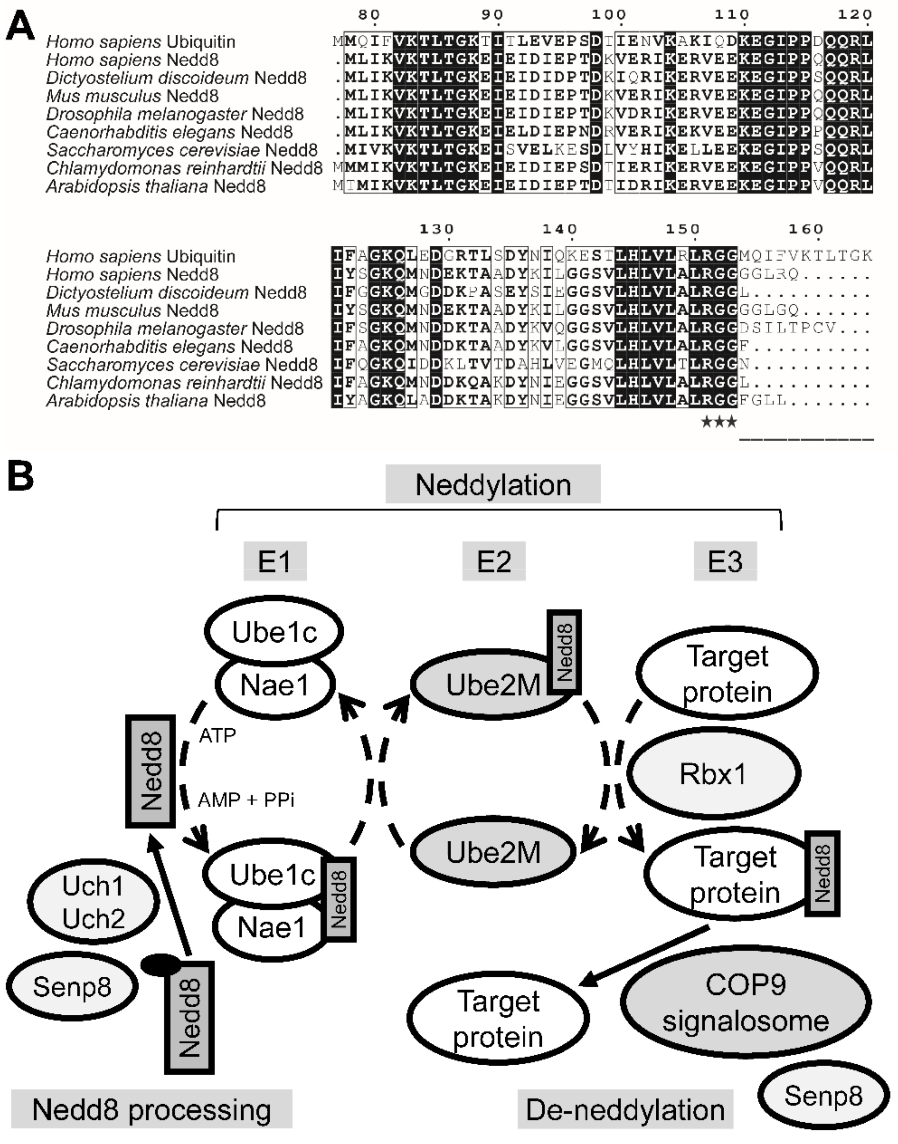 Biomolecules 11 00482 g001 Biomolecules 11 00482 g001