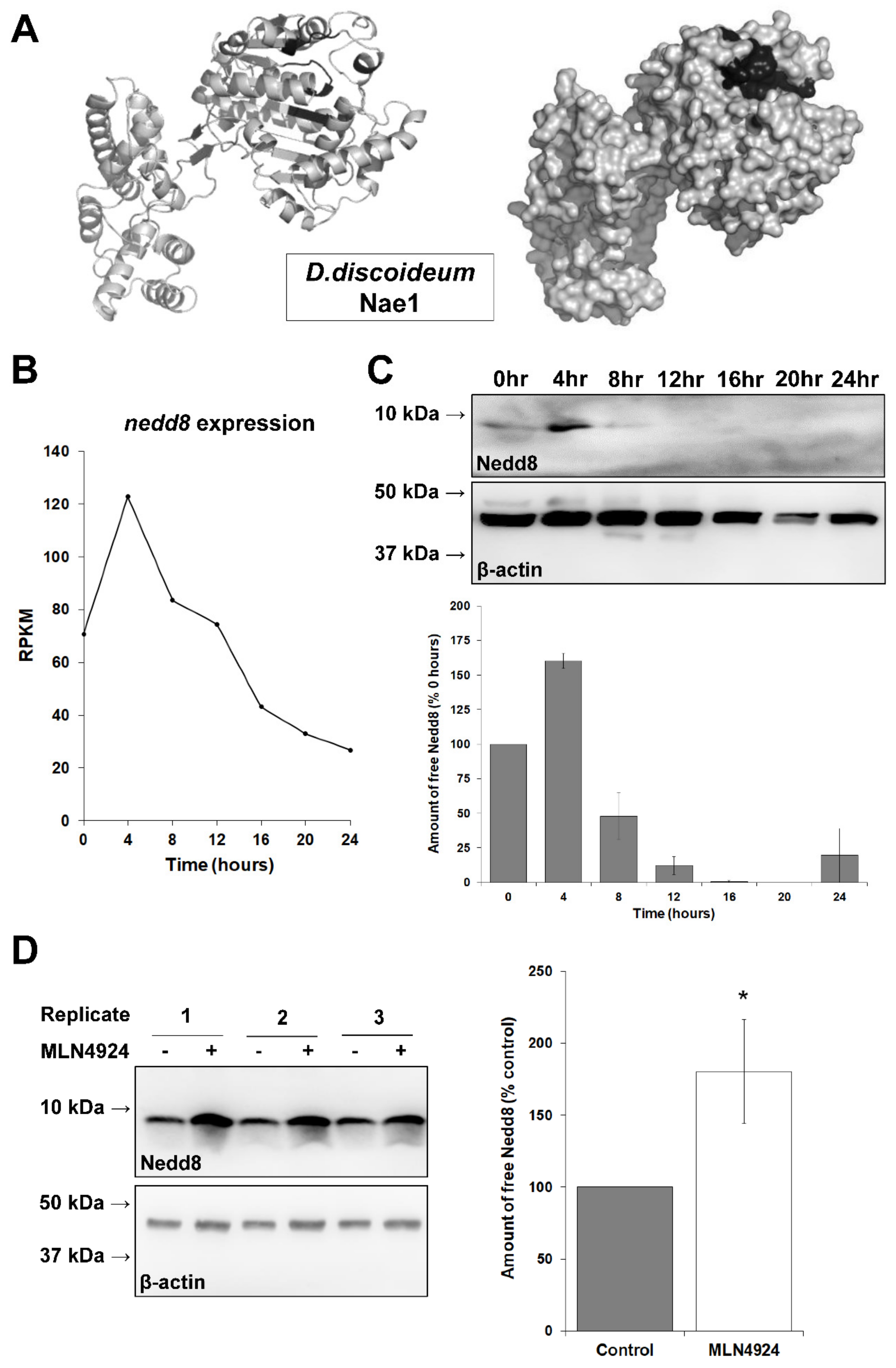 Biomolecules 11 00482 g002 Biomolecules 11 00482 g002