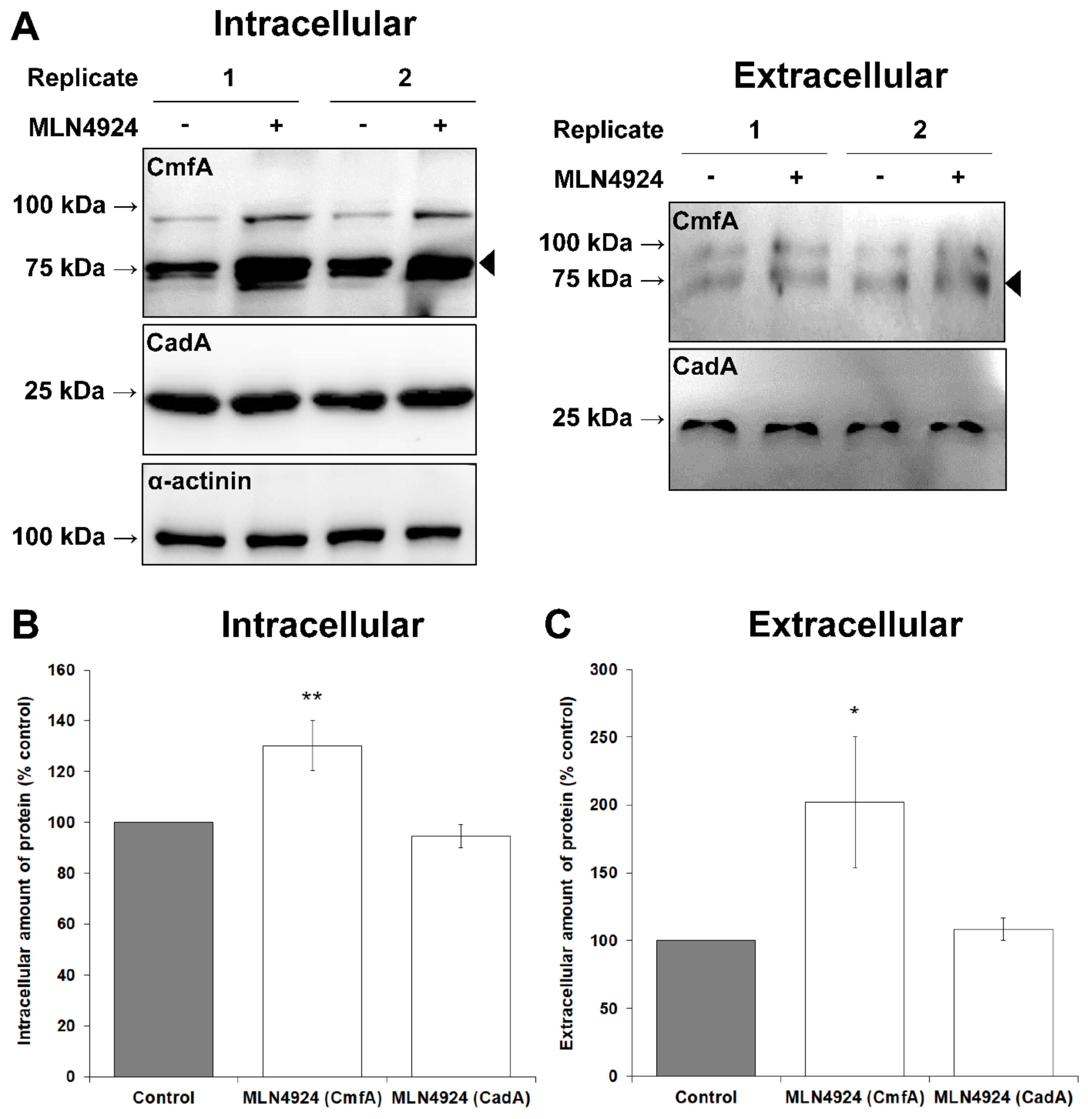 Biomolecules 11 00482 g006 Biomolecules 11 00482 g006