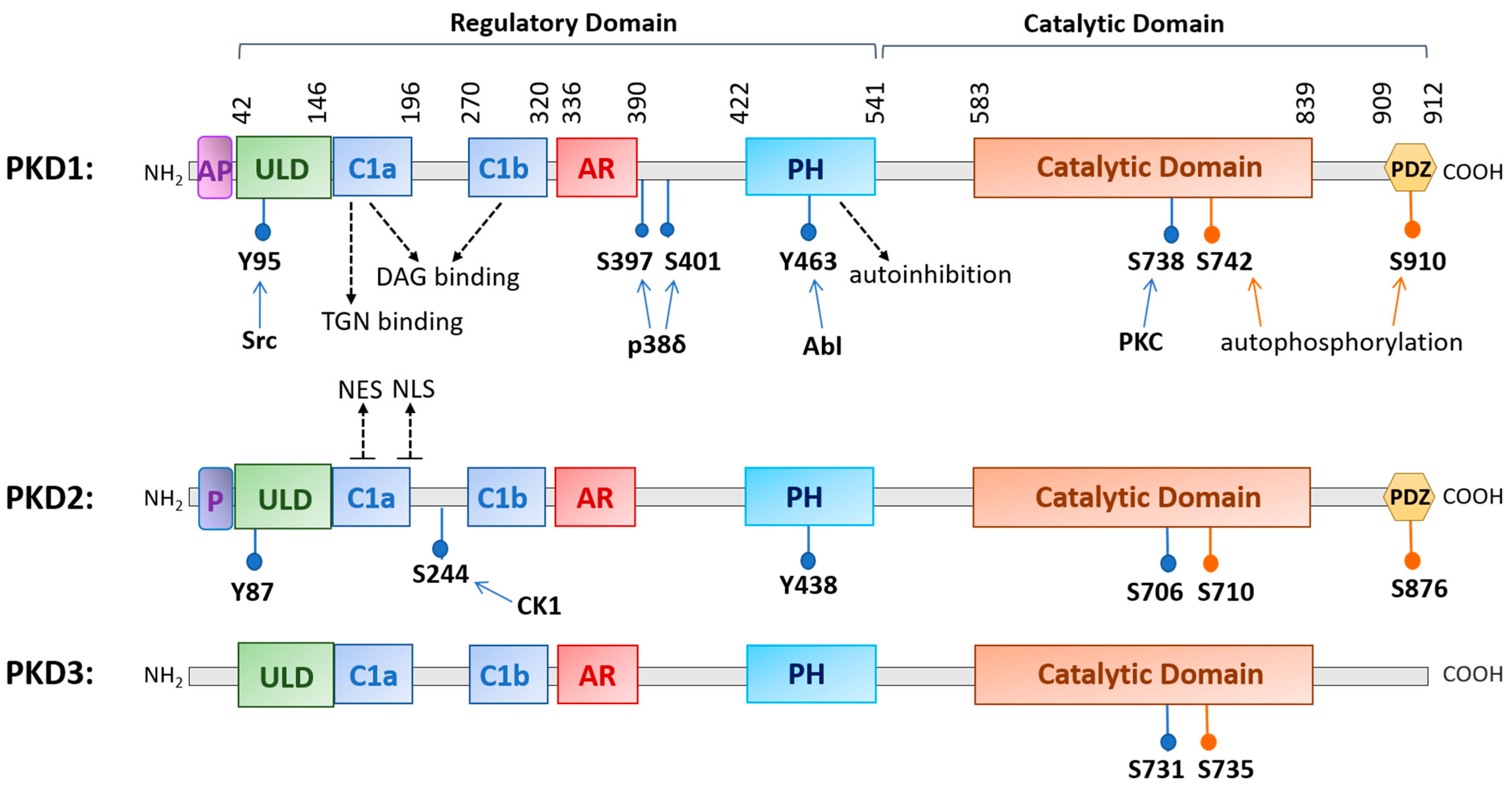 Biomolecules 11 00483 g001