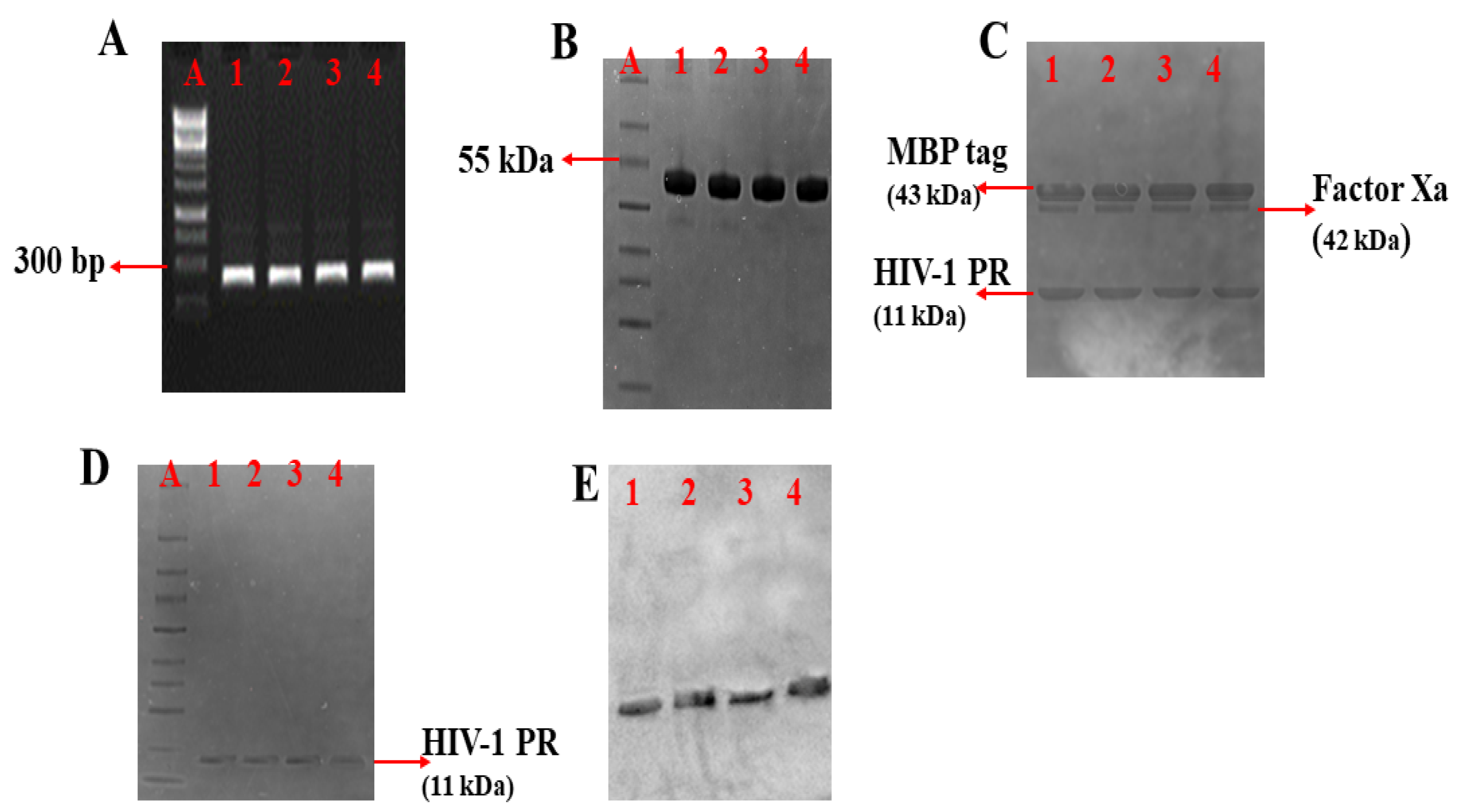 Biomolecules 11 00489 g002