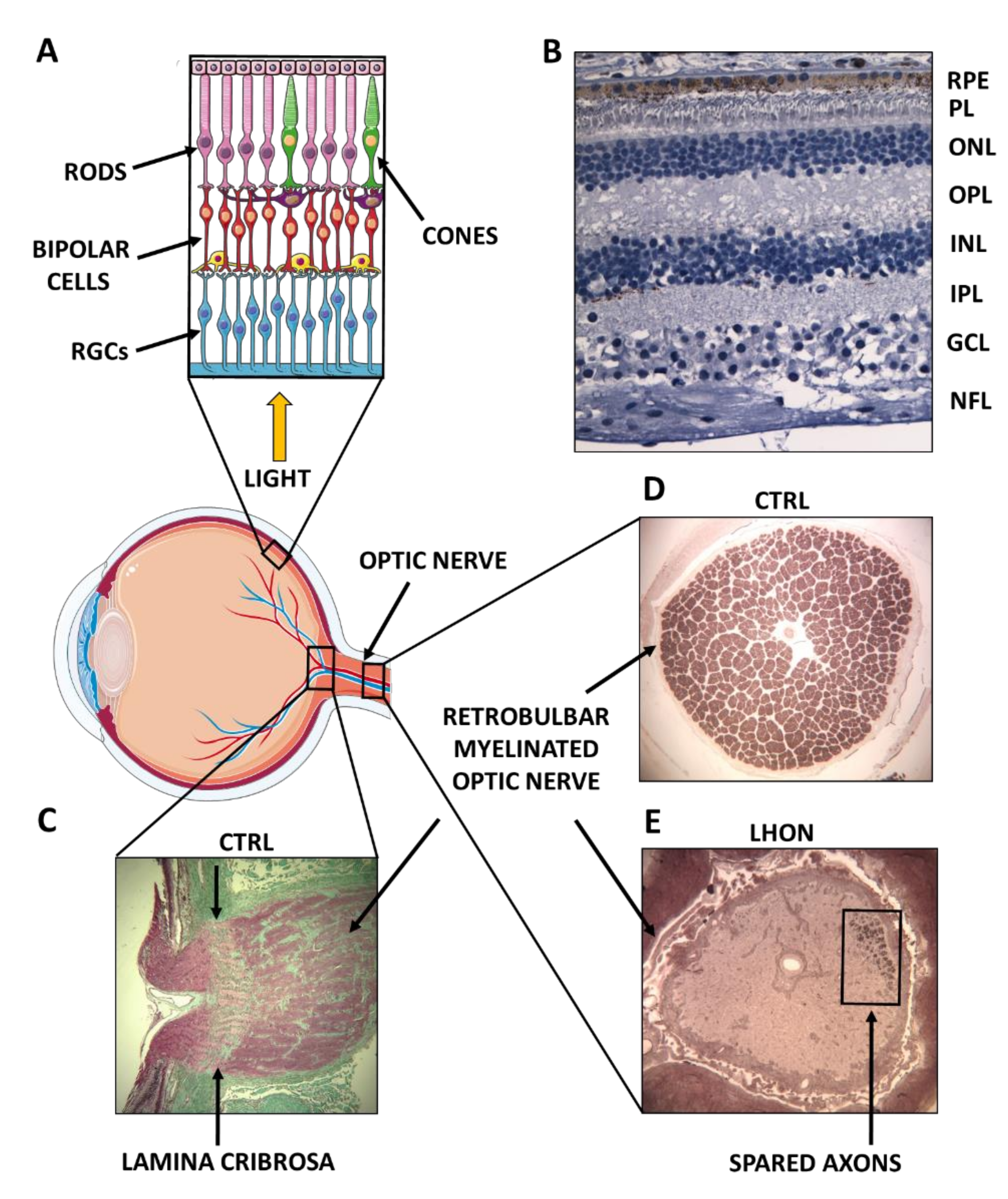 Biomolecules 11 00496 g001 Biomolecules 11 00496 g001