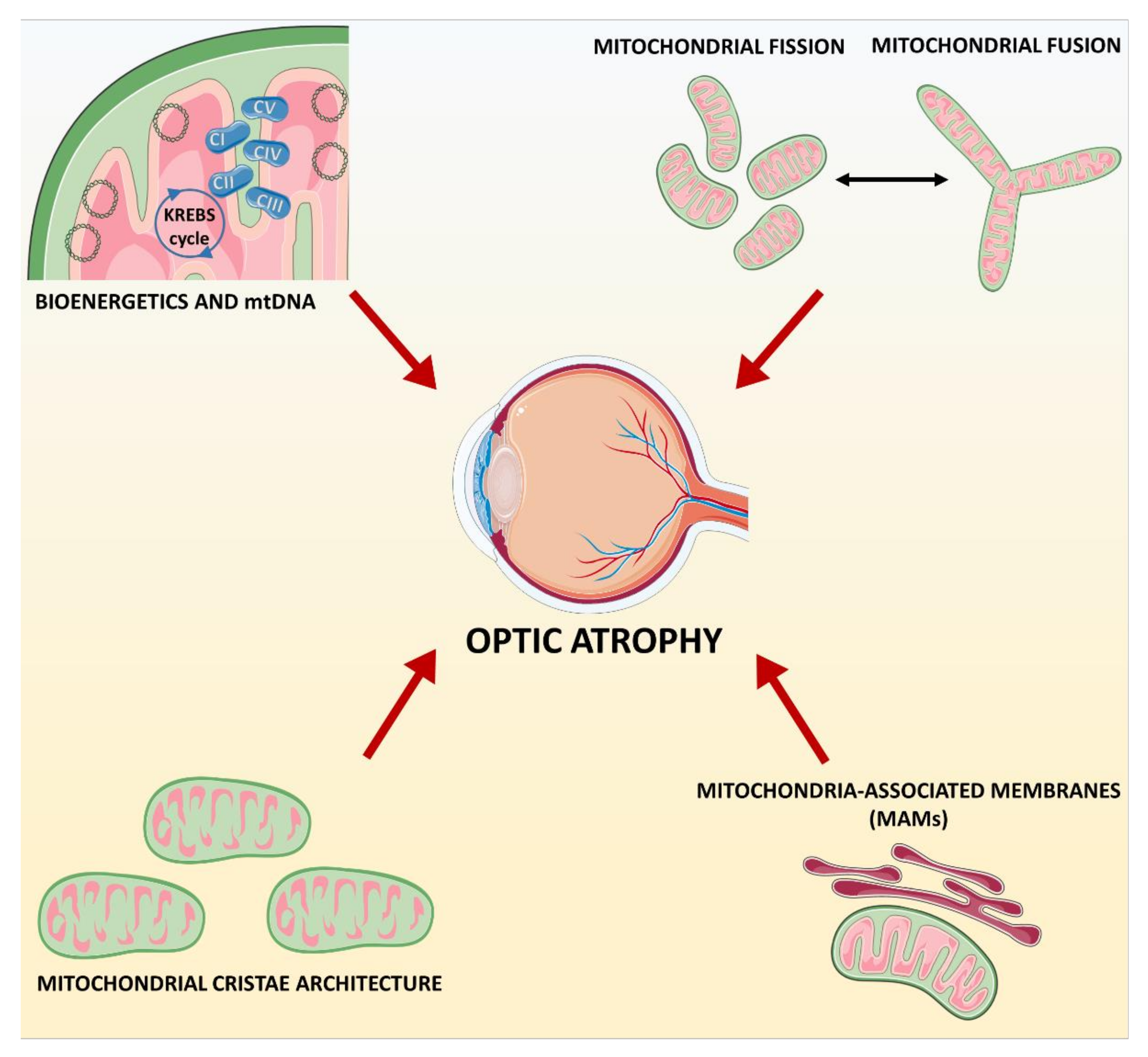 Biomolecules 11 00496 g006 Biomolecules 11 00496 g006