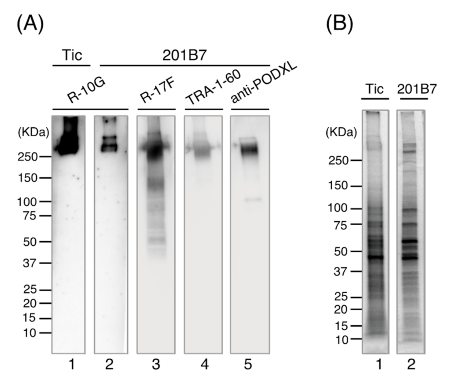 Biomolecules 11 00508 g001