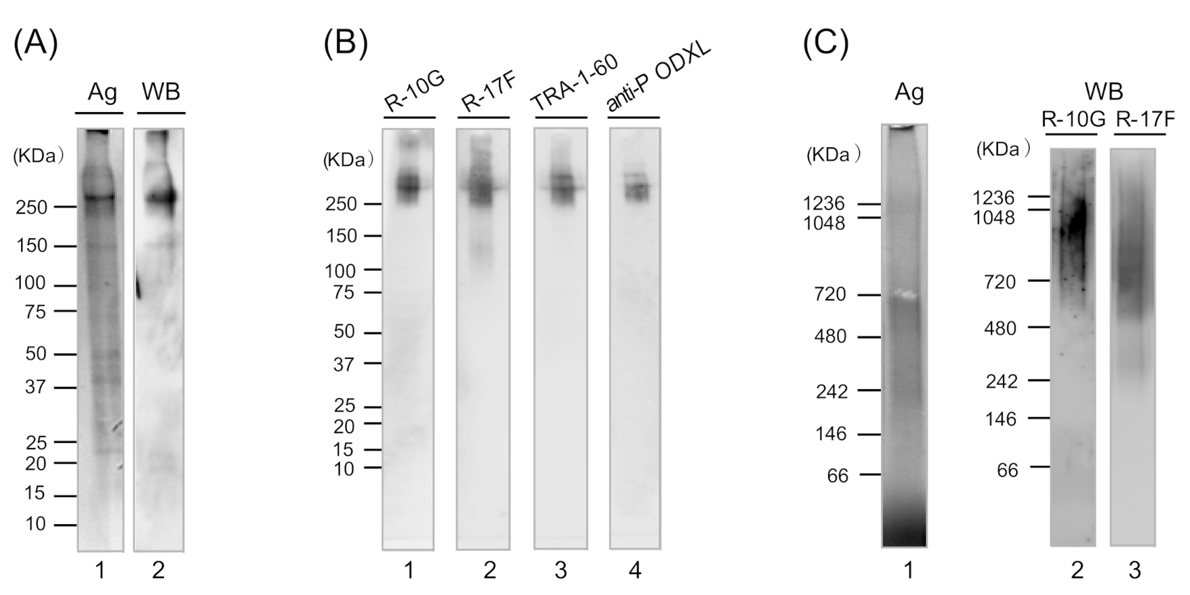 Biomolecules 11 00508 g002