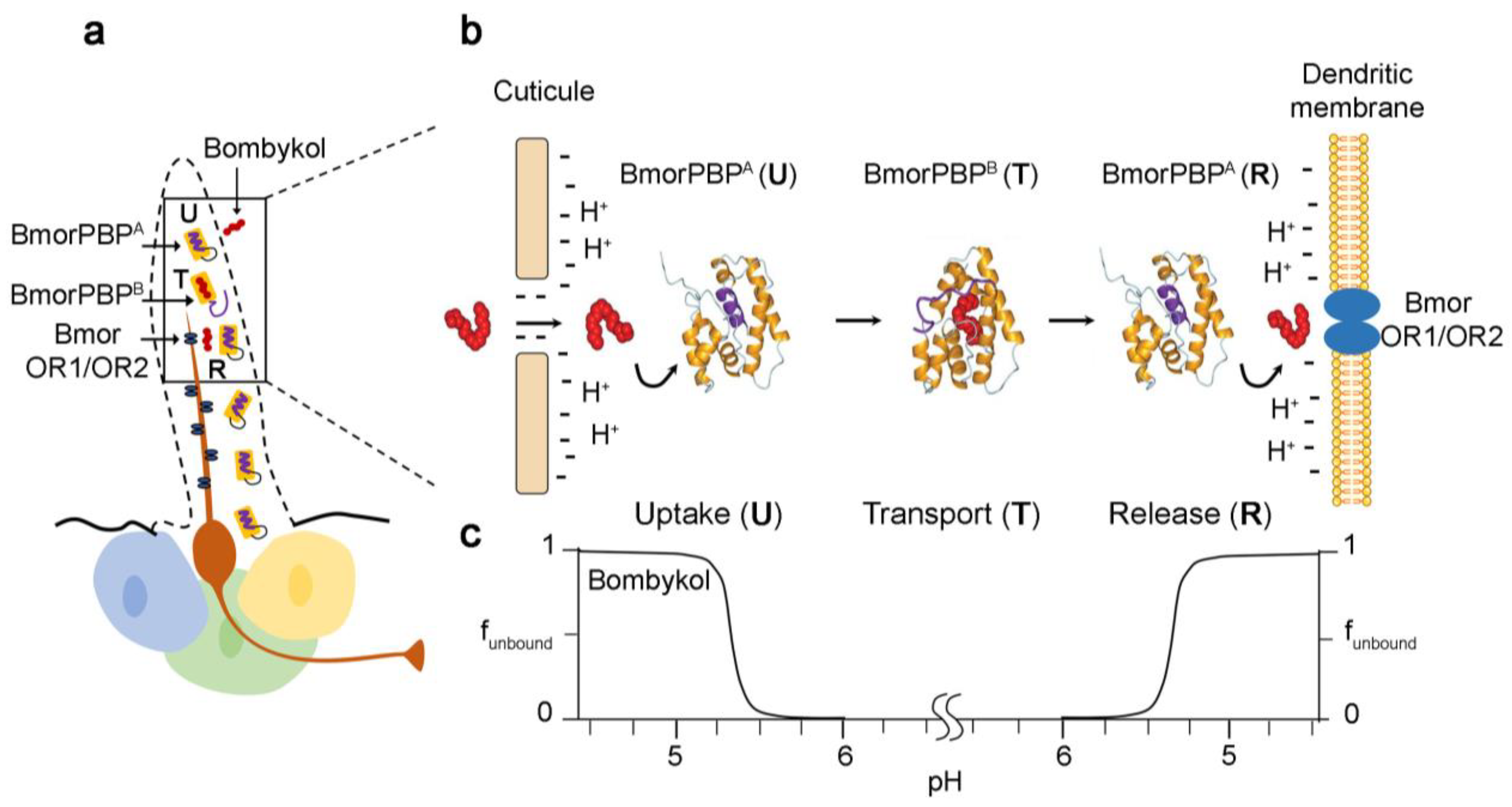 Biomolecules 11 00509 g005