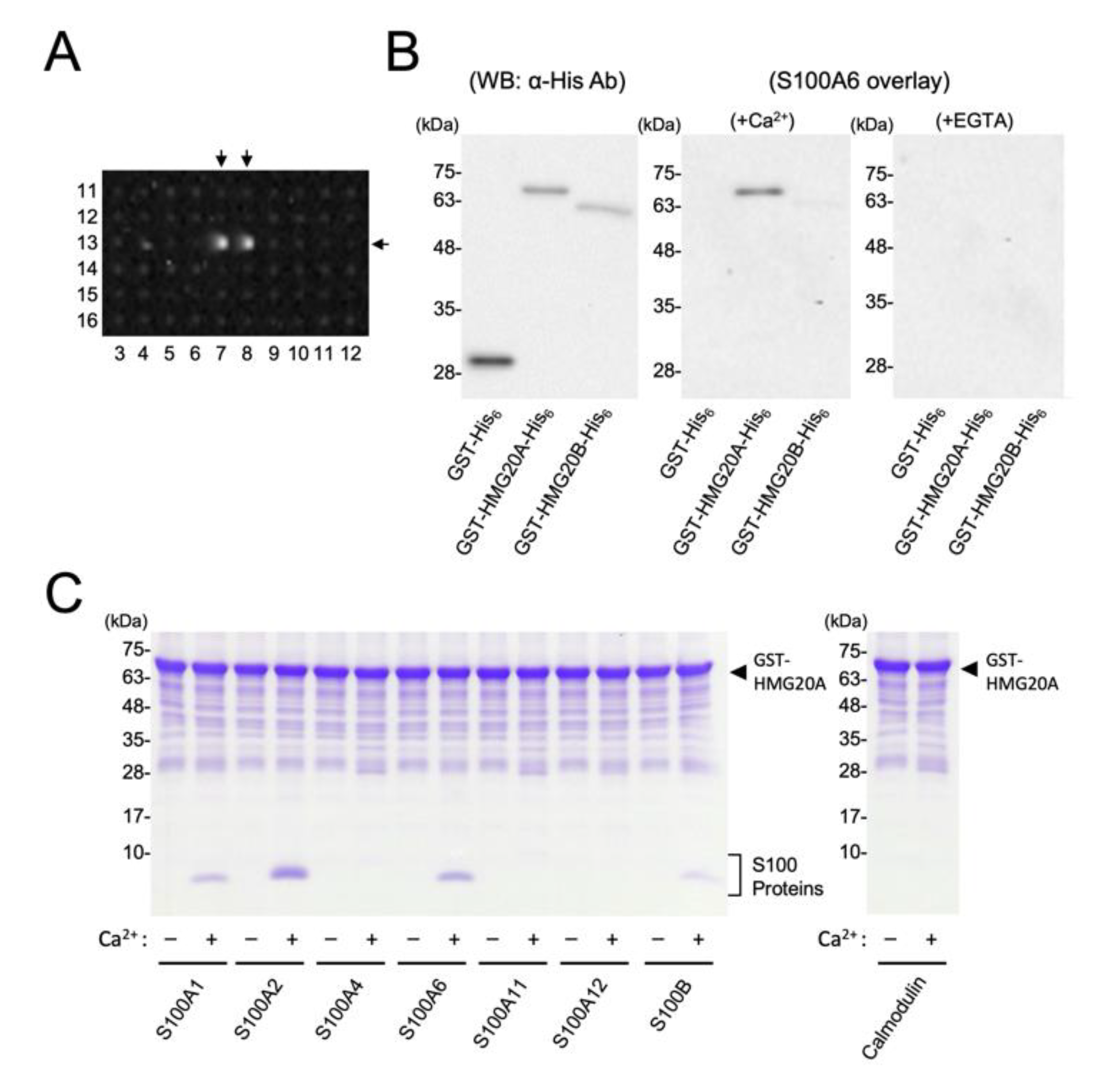 Biomolecules 11 00510 g001 Biomolecules 11 00510 g001
