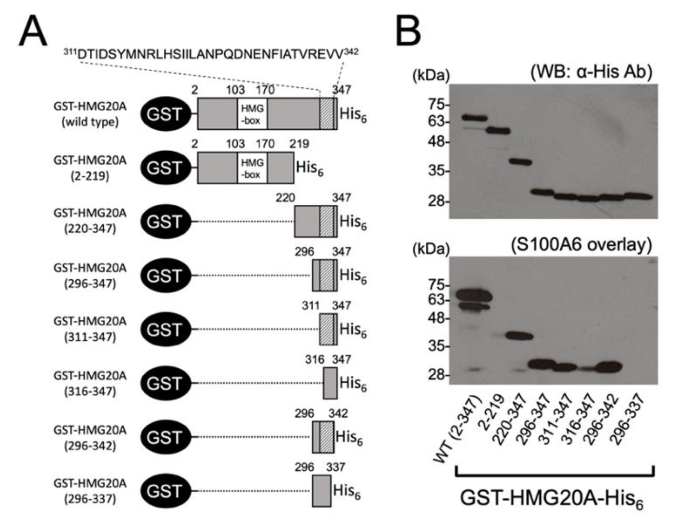 Biomolecules 11 00510 g002 Biomolecules 11 00510 g002