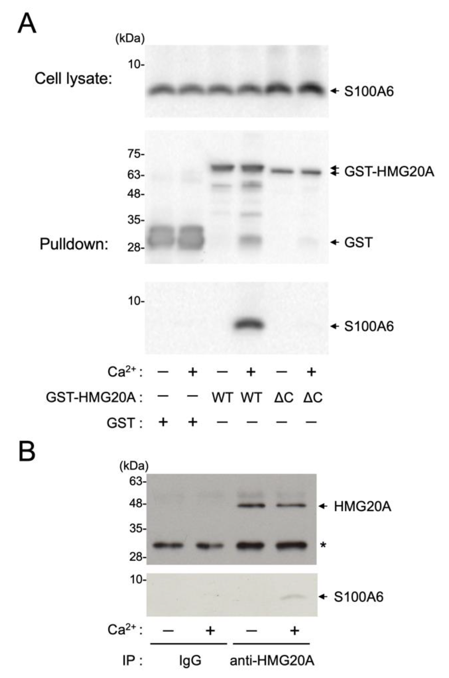 Biomolecules 11 00510 g004 Biomolecules 11 00510 g004