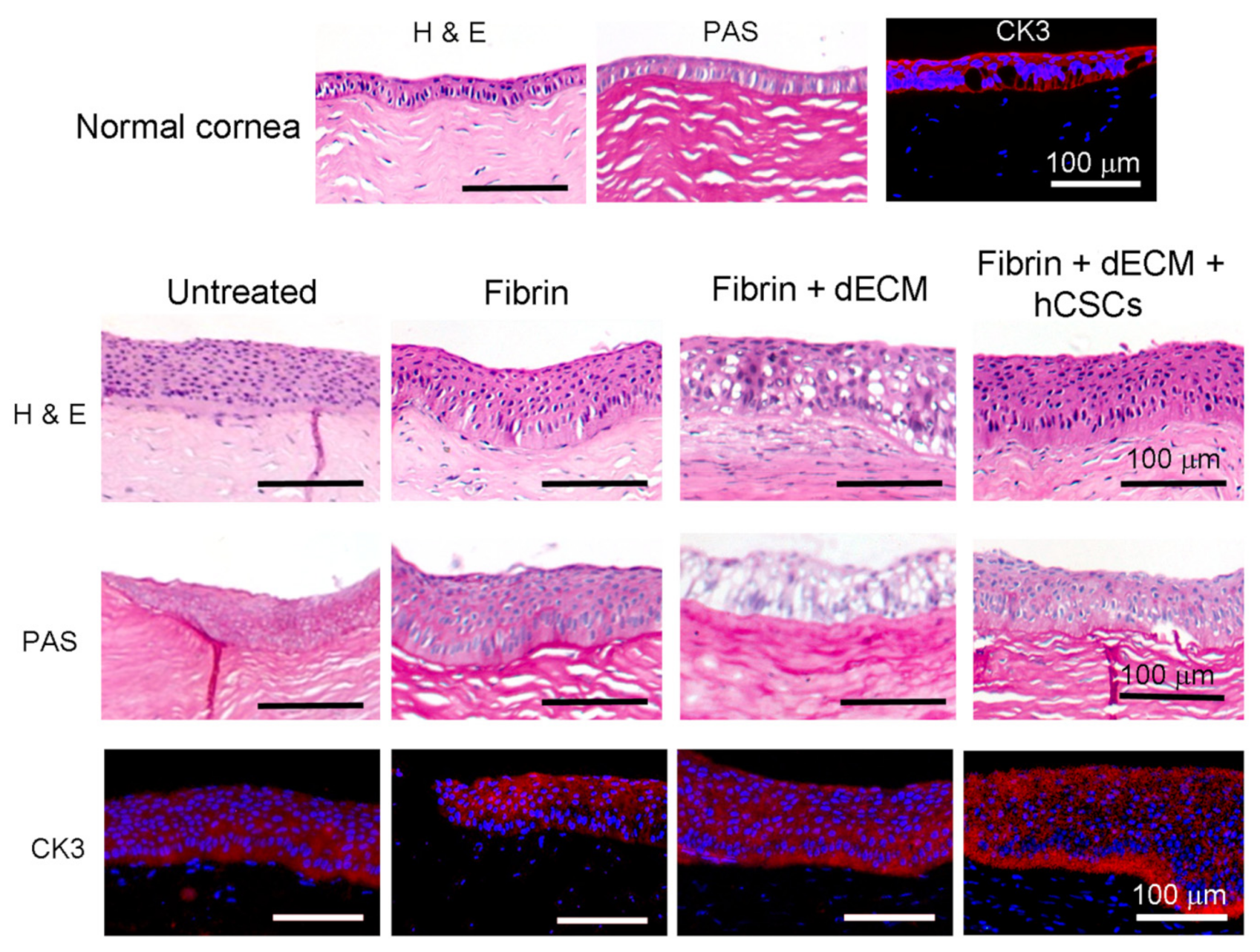 Biomolecules 11 00532 g005 Biomolecules 11 00532 g005