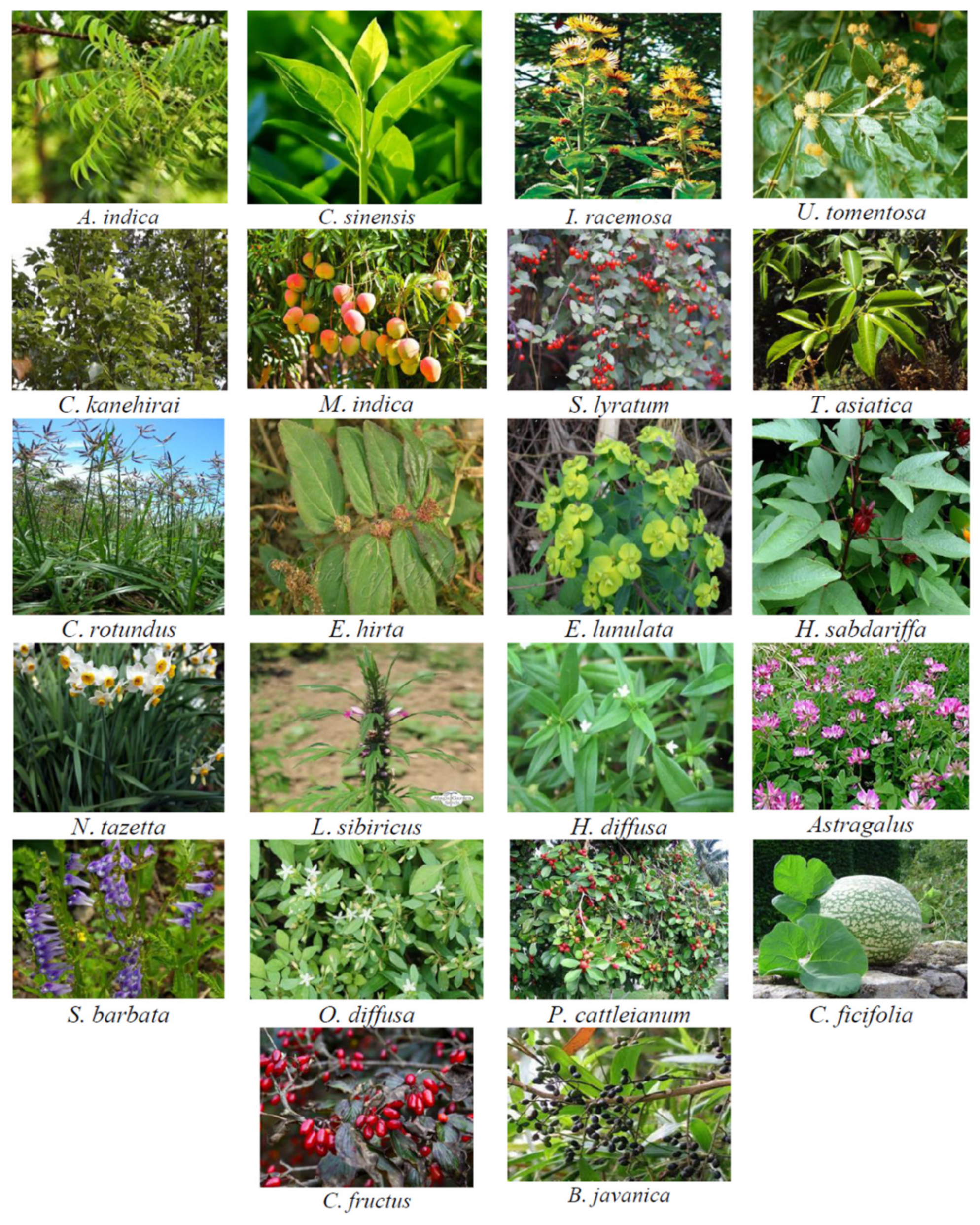 Biomolecules 11 00534 g003