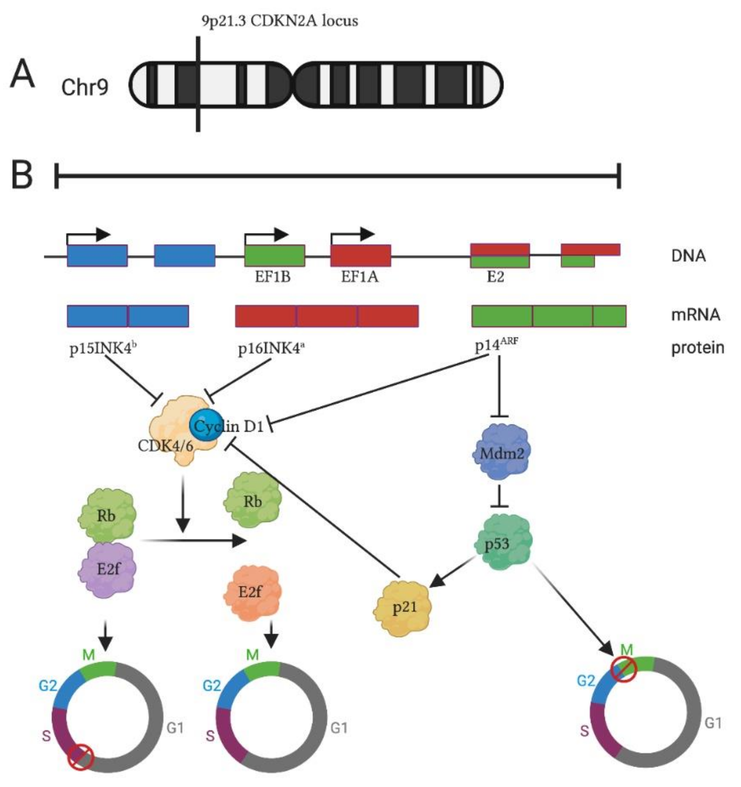 Biomolecules 11 00538 g001 Biomolecules 11 00538 g001