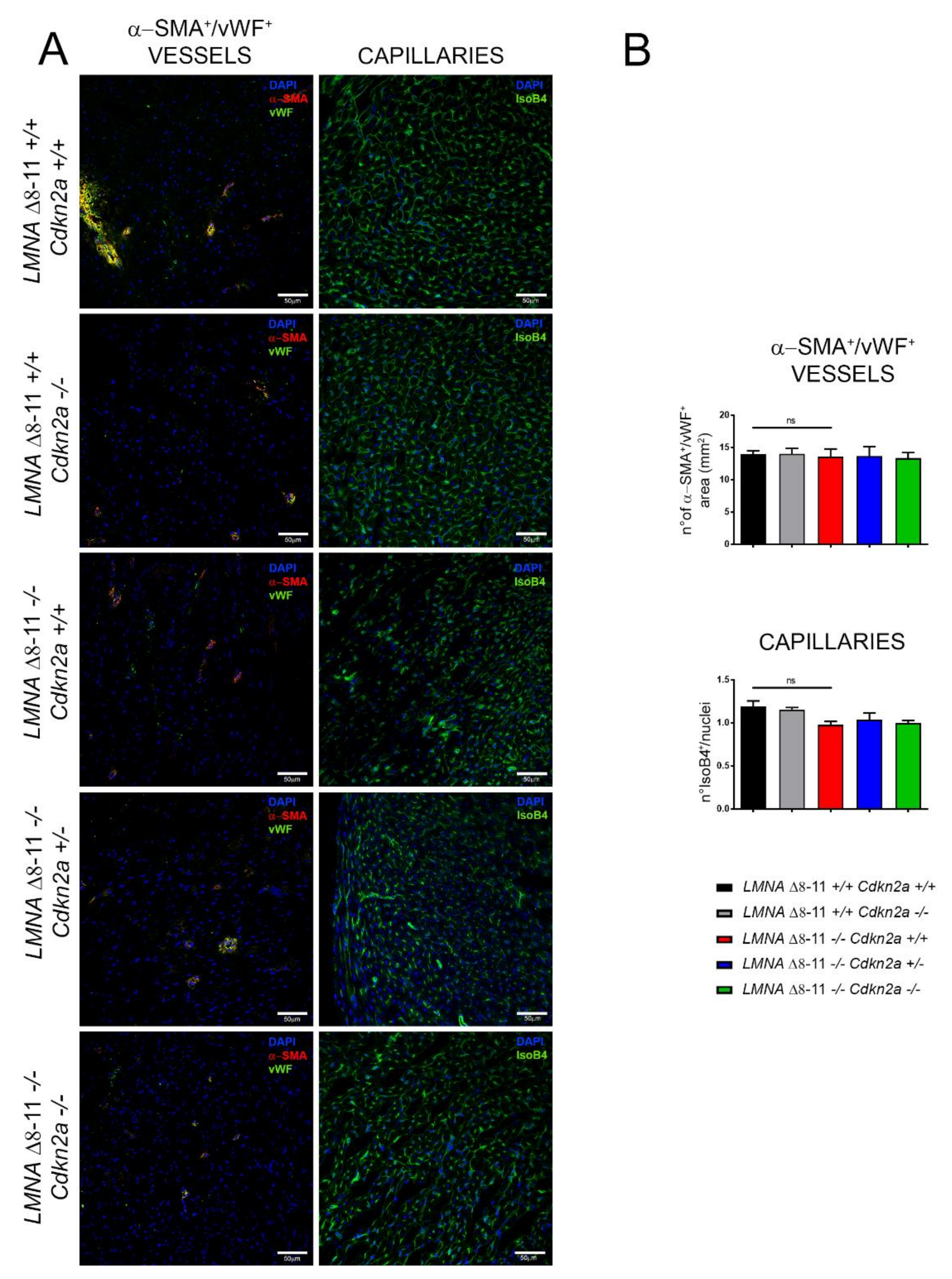 Biomolecules 11 00538 g005 Biomolecules 11 00538 g005