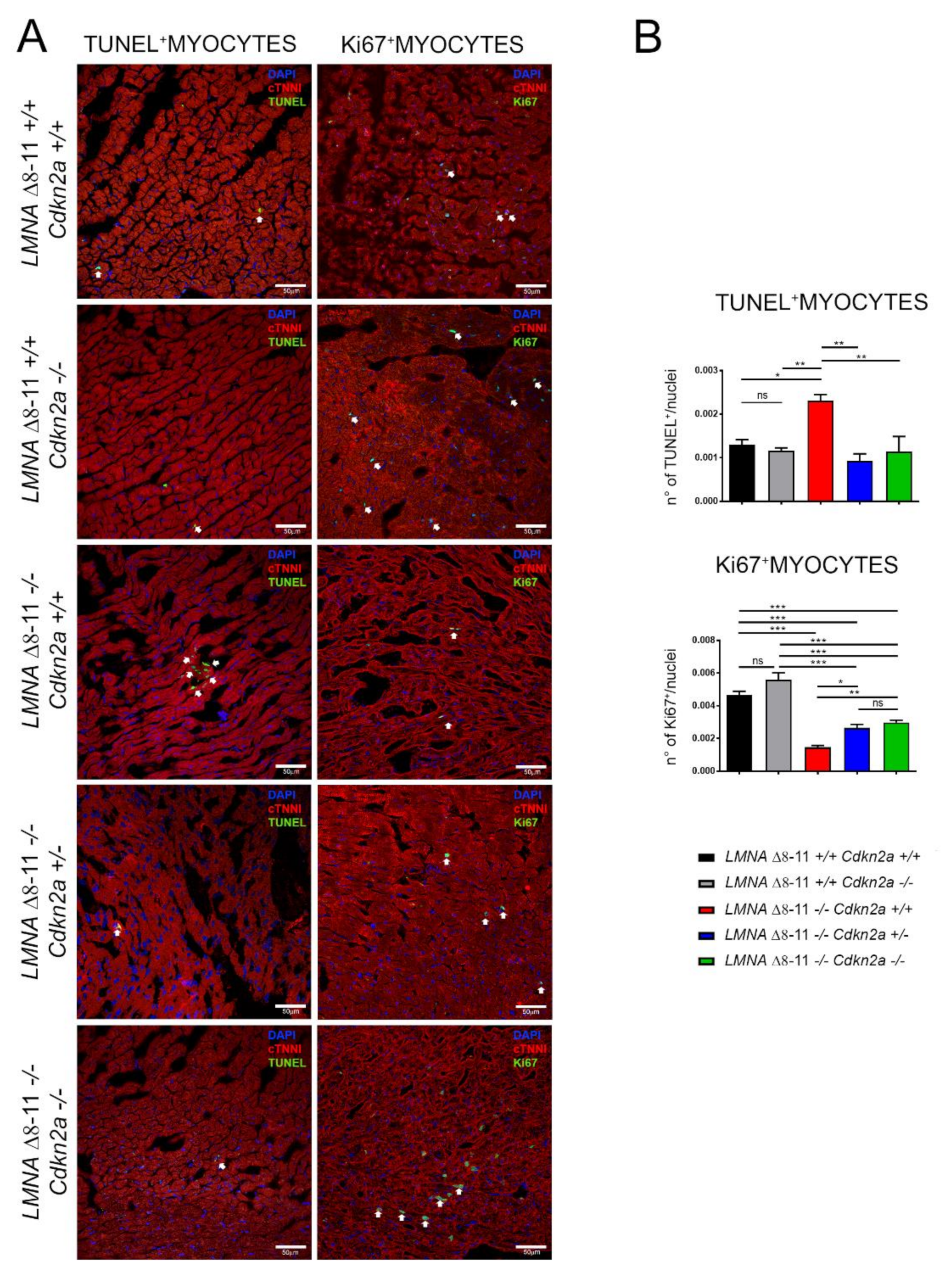 Biomolecules 11 00538 g007 Biomolecules 11 00538 g007