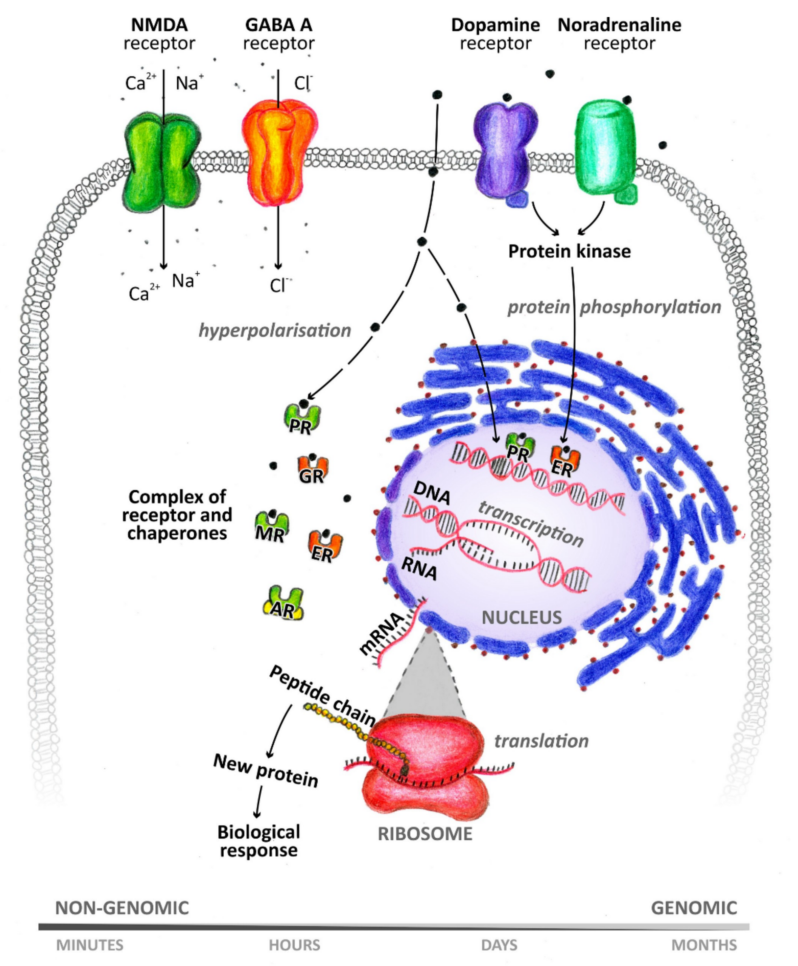 Biomolecules 11 00553 g002