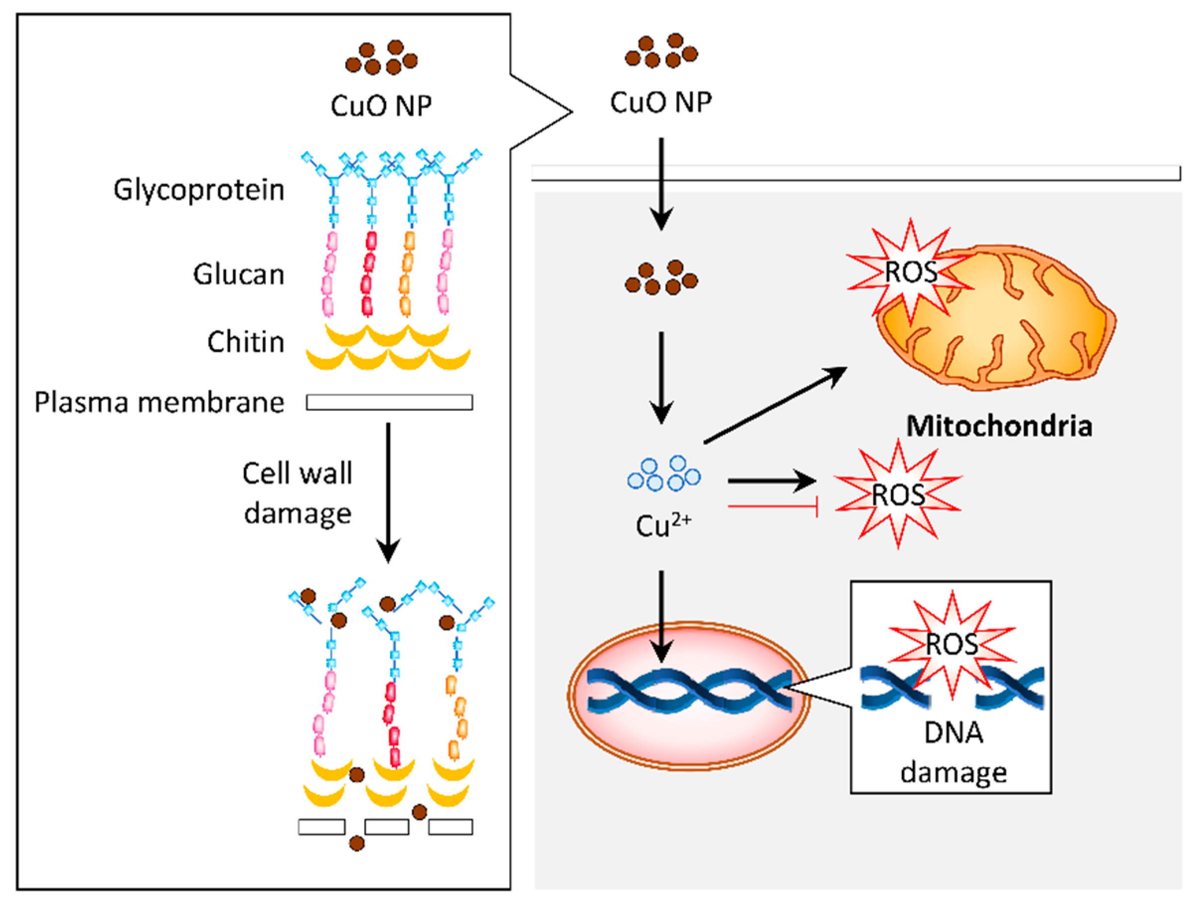 Biomolecules 11 00564 g005 Biomolecules 11 00564 g005