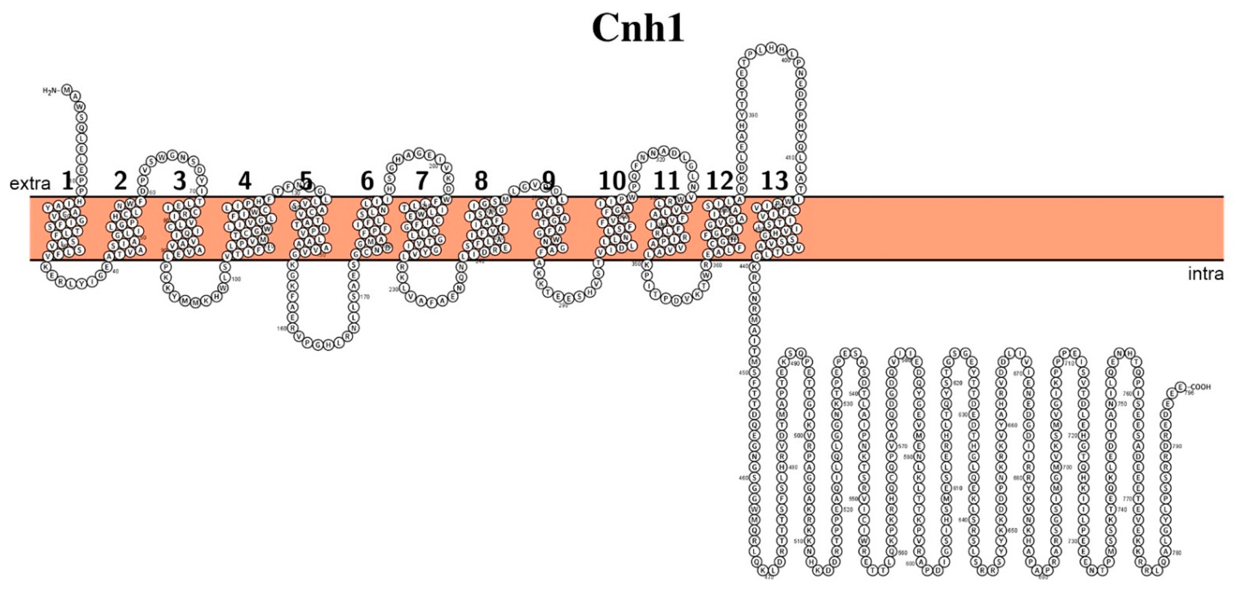Biomolecules 11 00584 g002