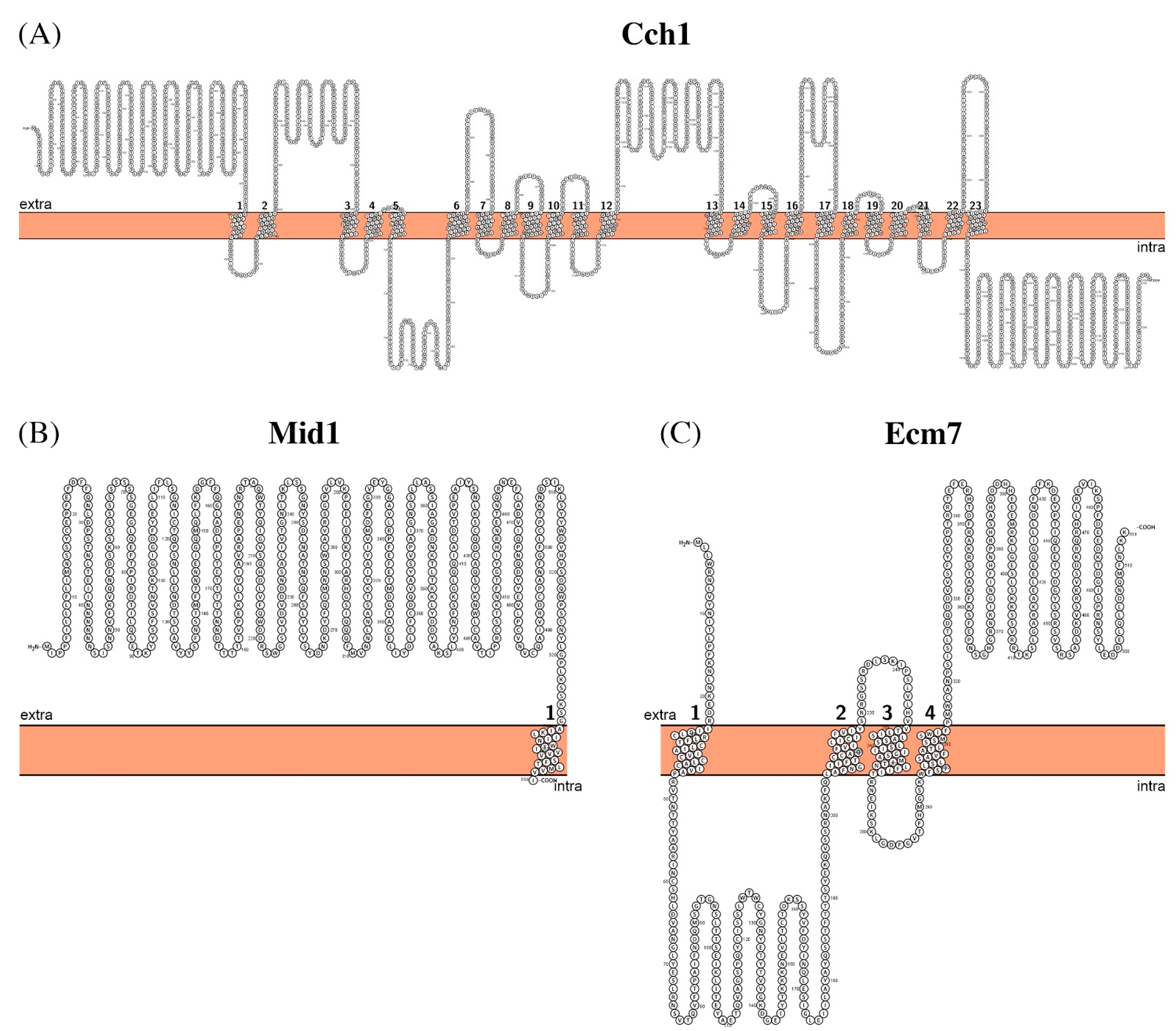 Biomolecules 11 00584 g004