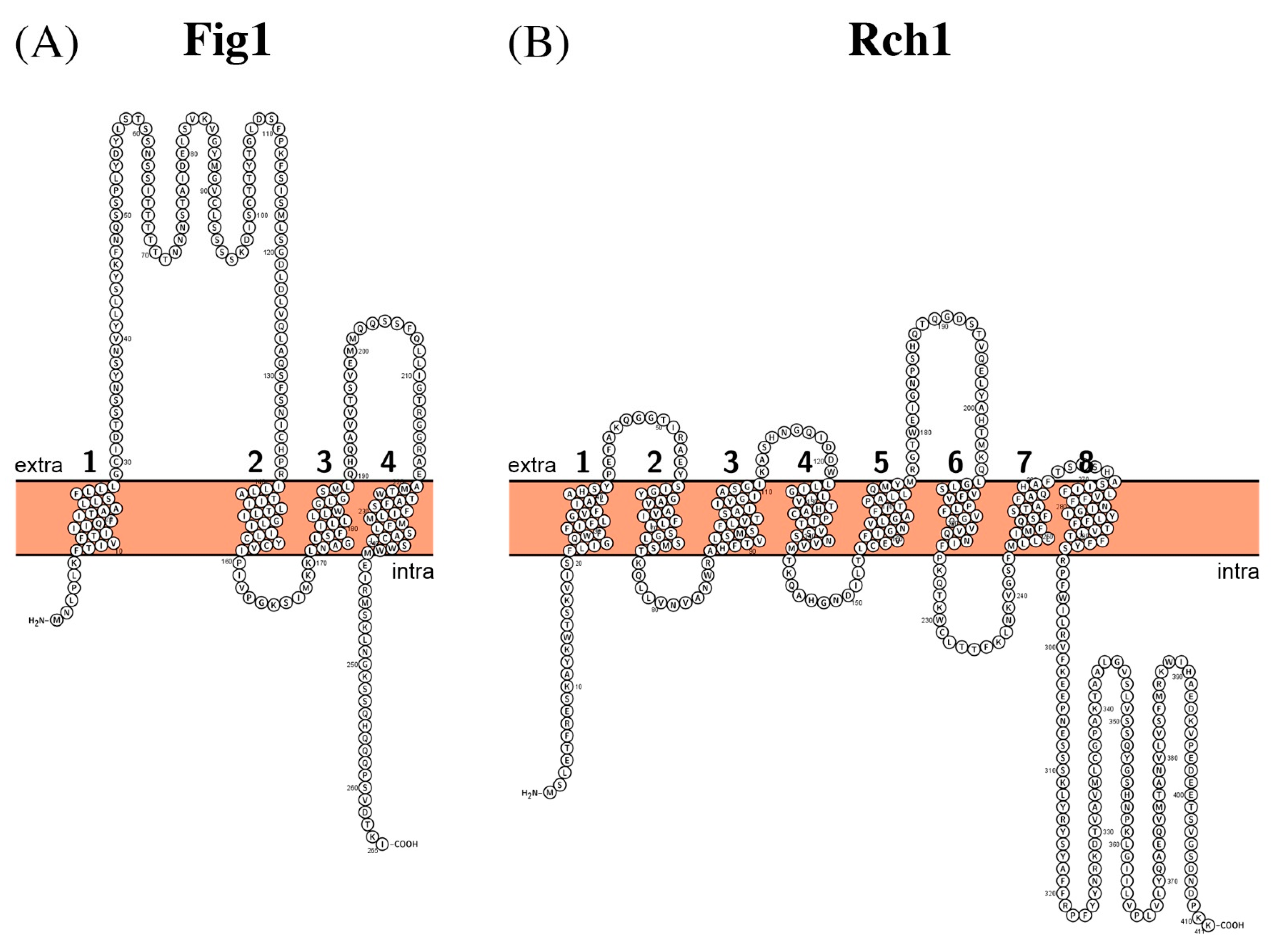 Biomolecules 11 00584 g005