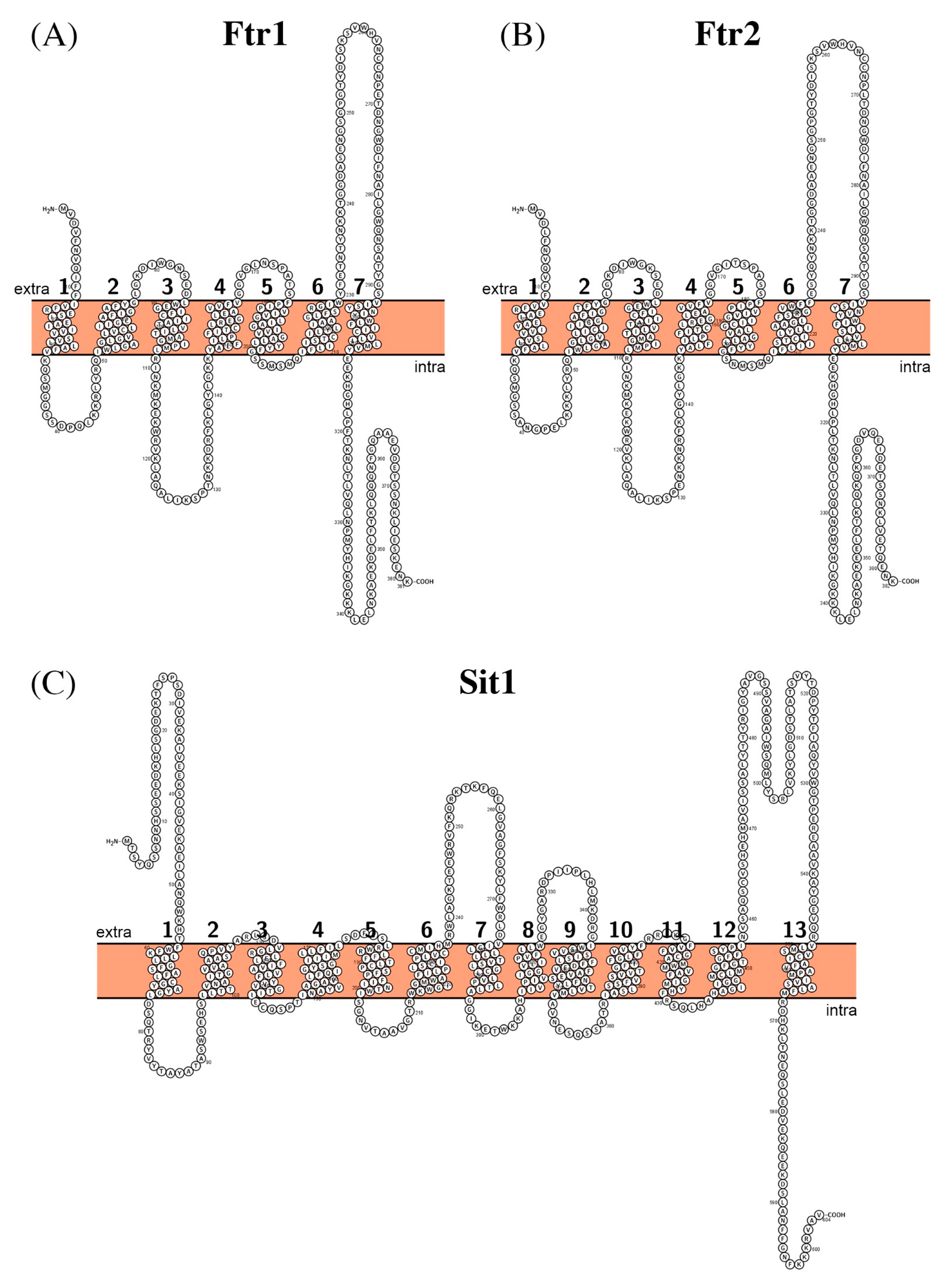 Biomolecules 11 00584 g006