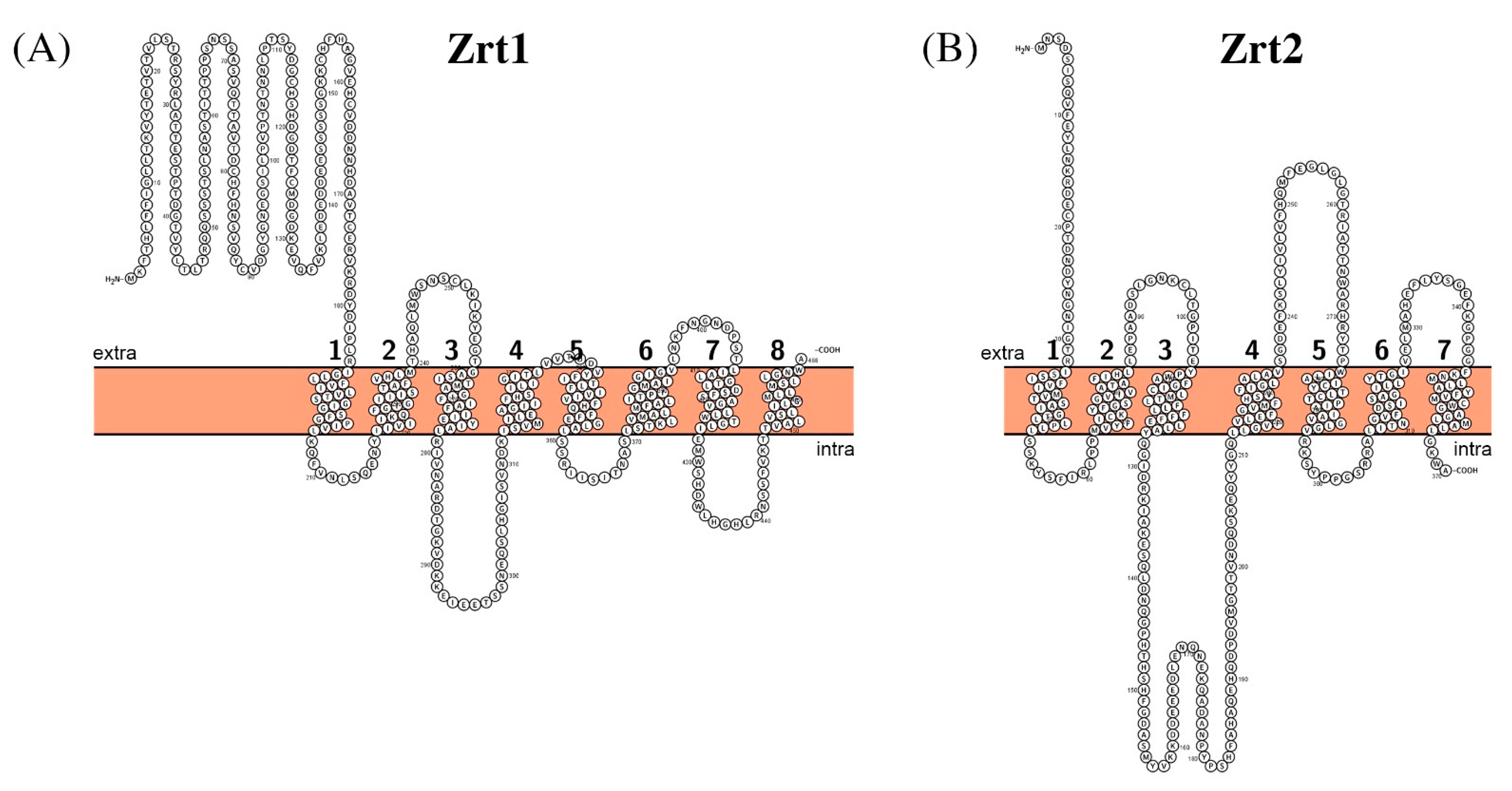 Biomolecules 11 00584 g007