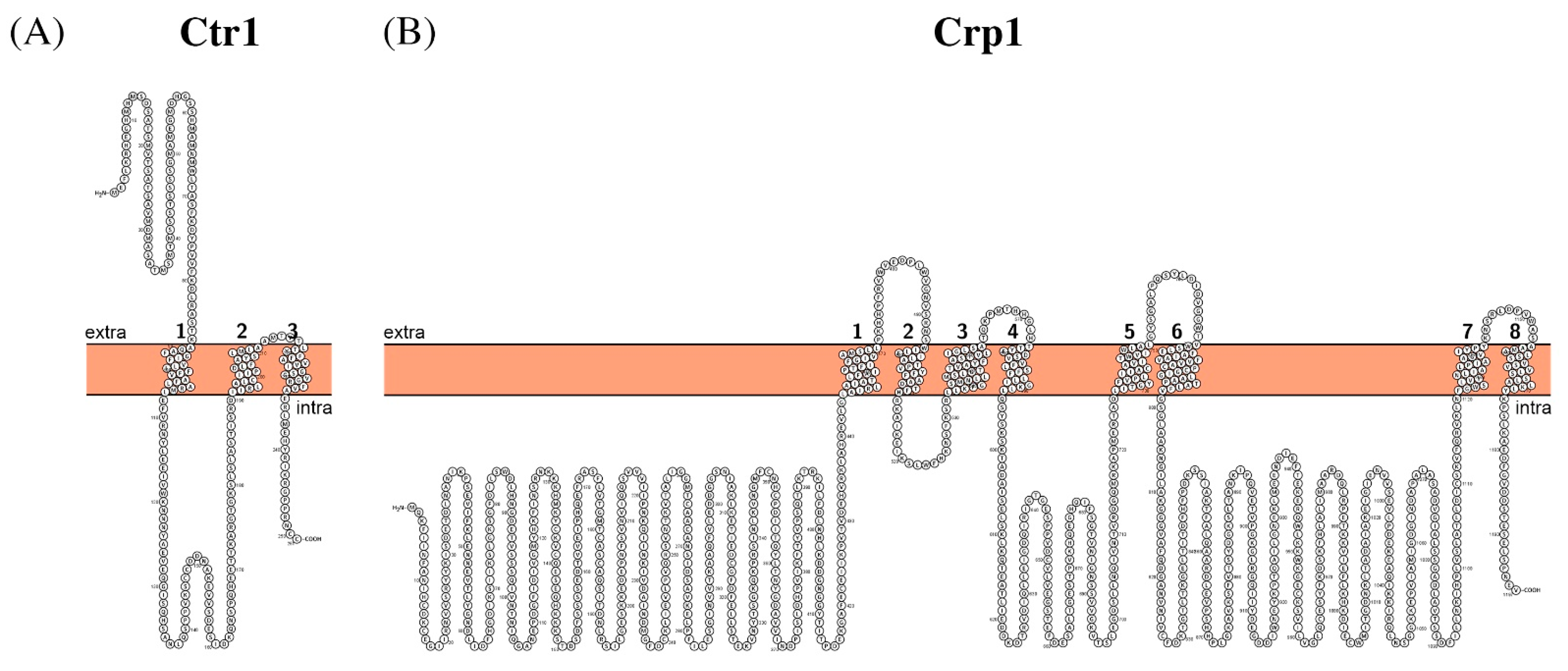 Biomolecules 11 00584 g008