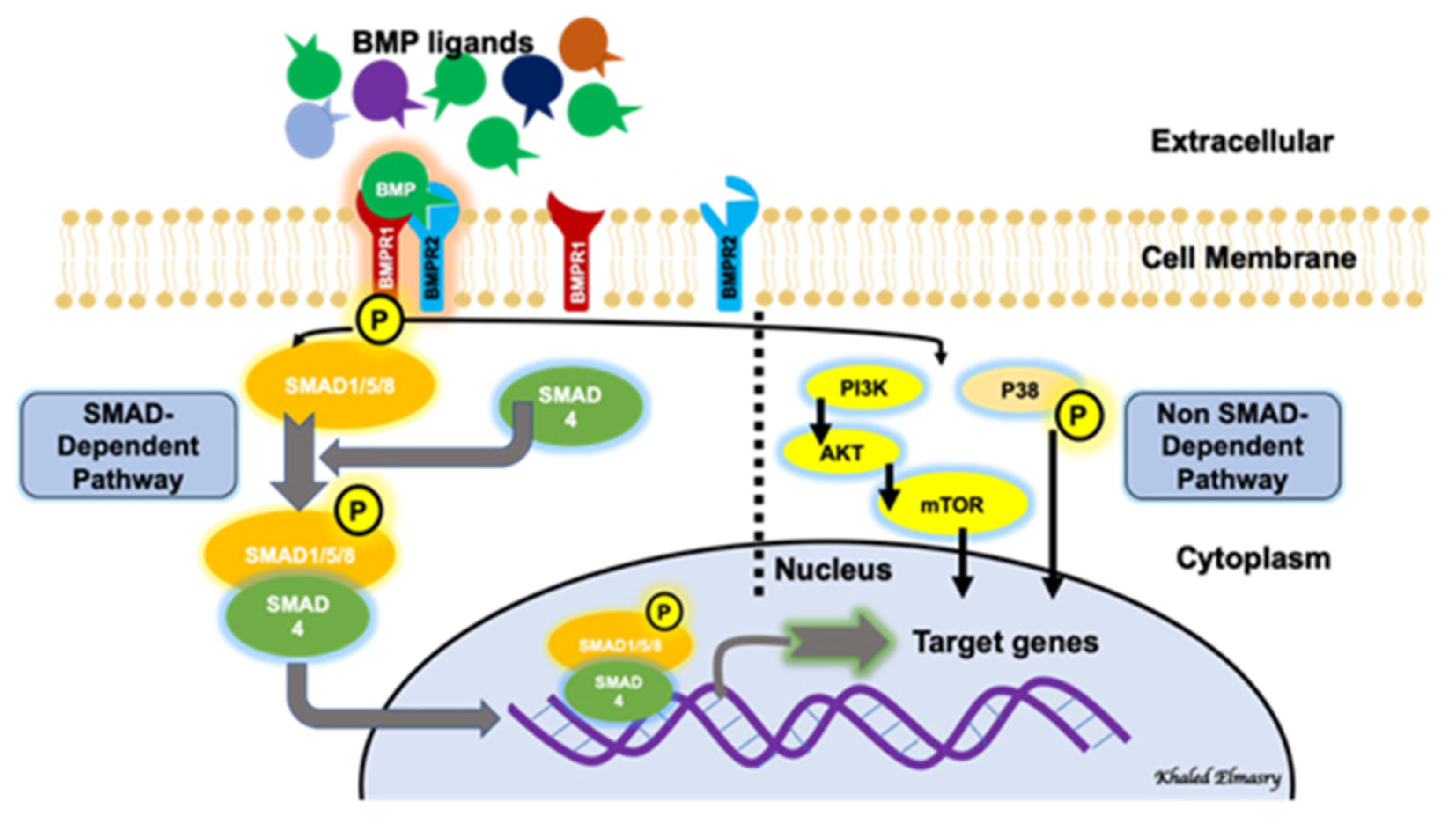 Biomolecules 11 00593 g001