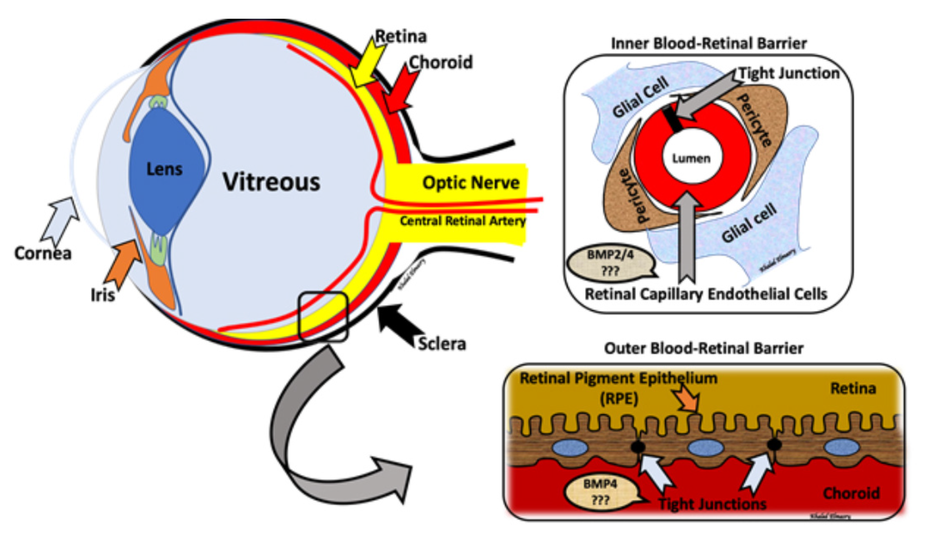 Biomolecules 11 00593 g002