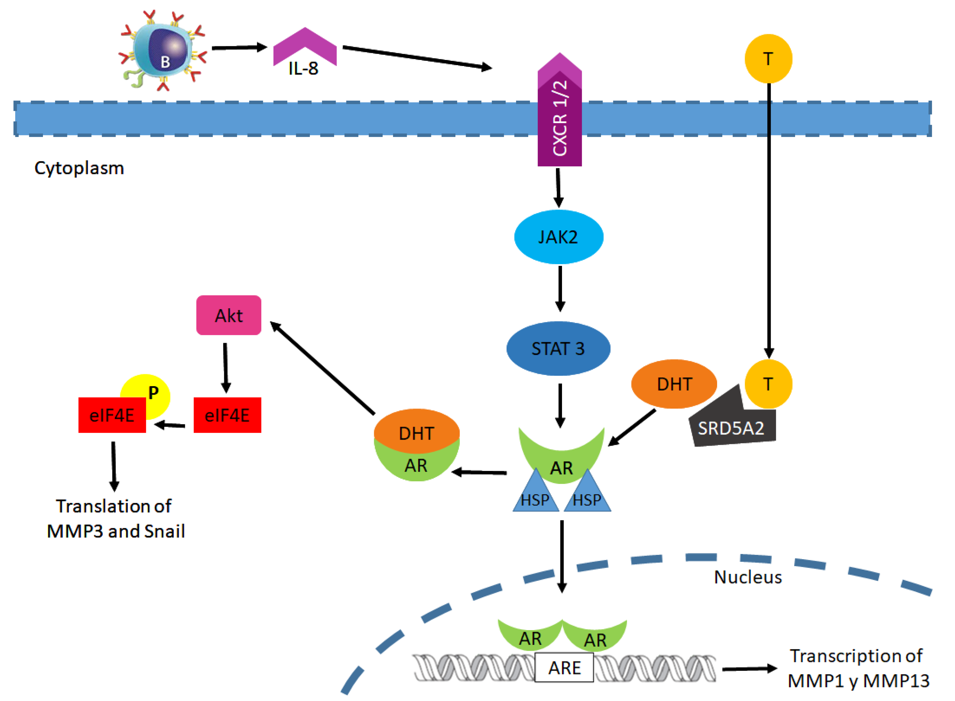Biomolecules 11 00594 g003