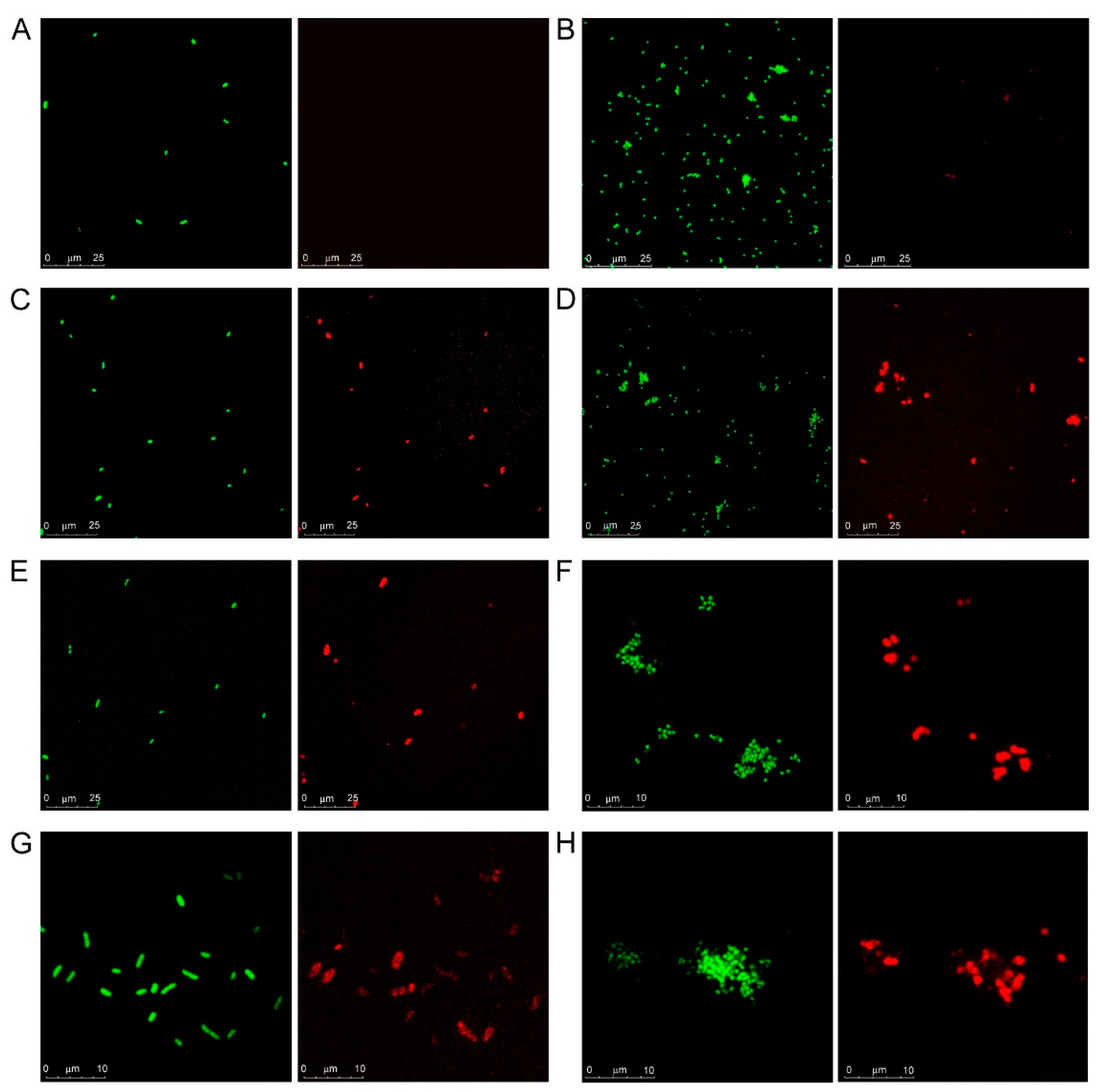 Biomolecules 11 00595 g002 Biomolecules 11 00595 g002