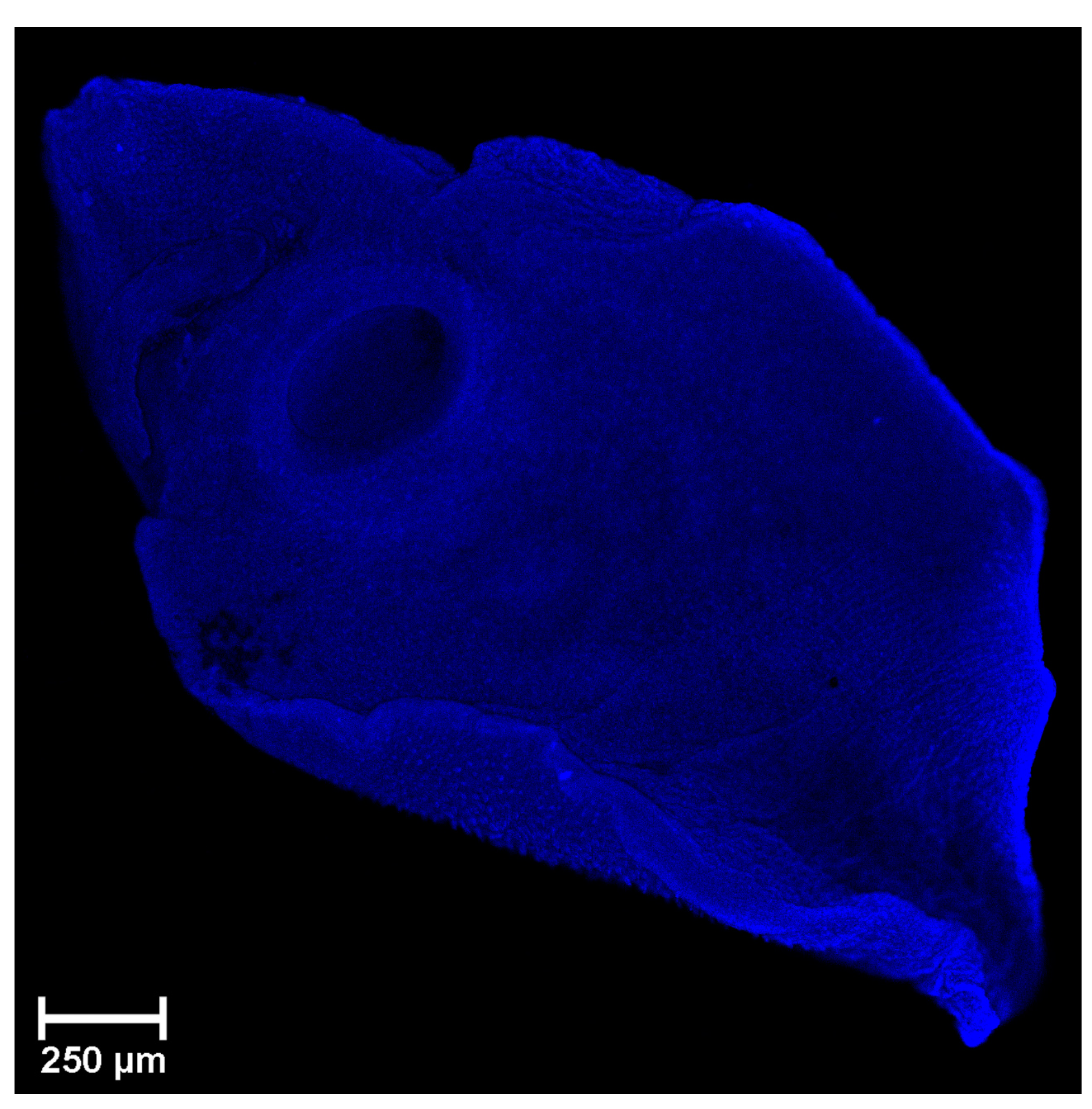 Biomolecules 11 00598 g001