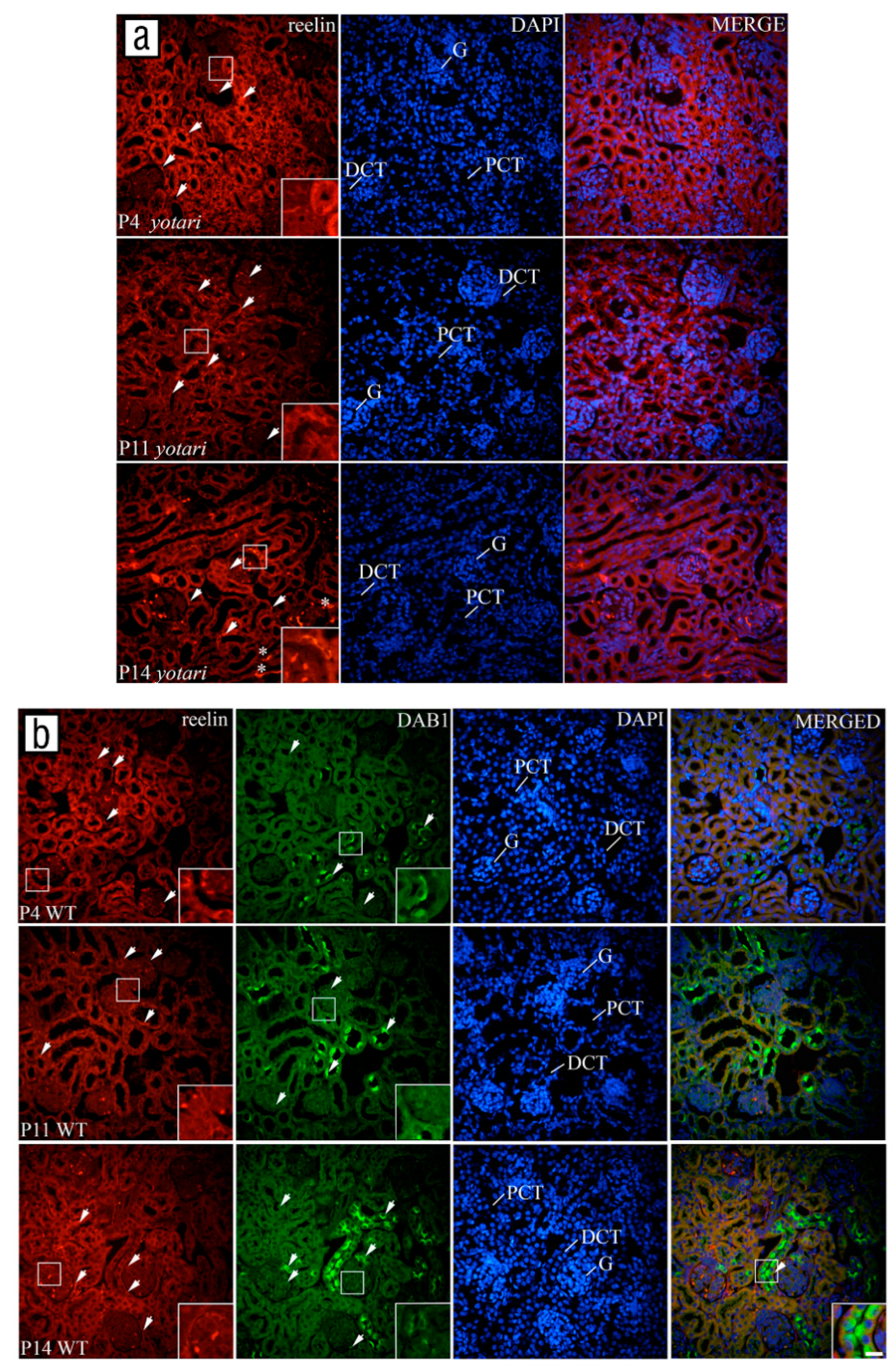 Biomolecules 11 00609 g004 Biomolecules 11 00609 g004