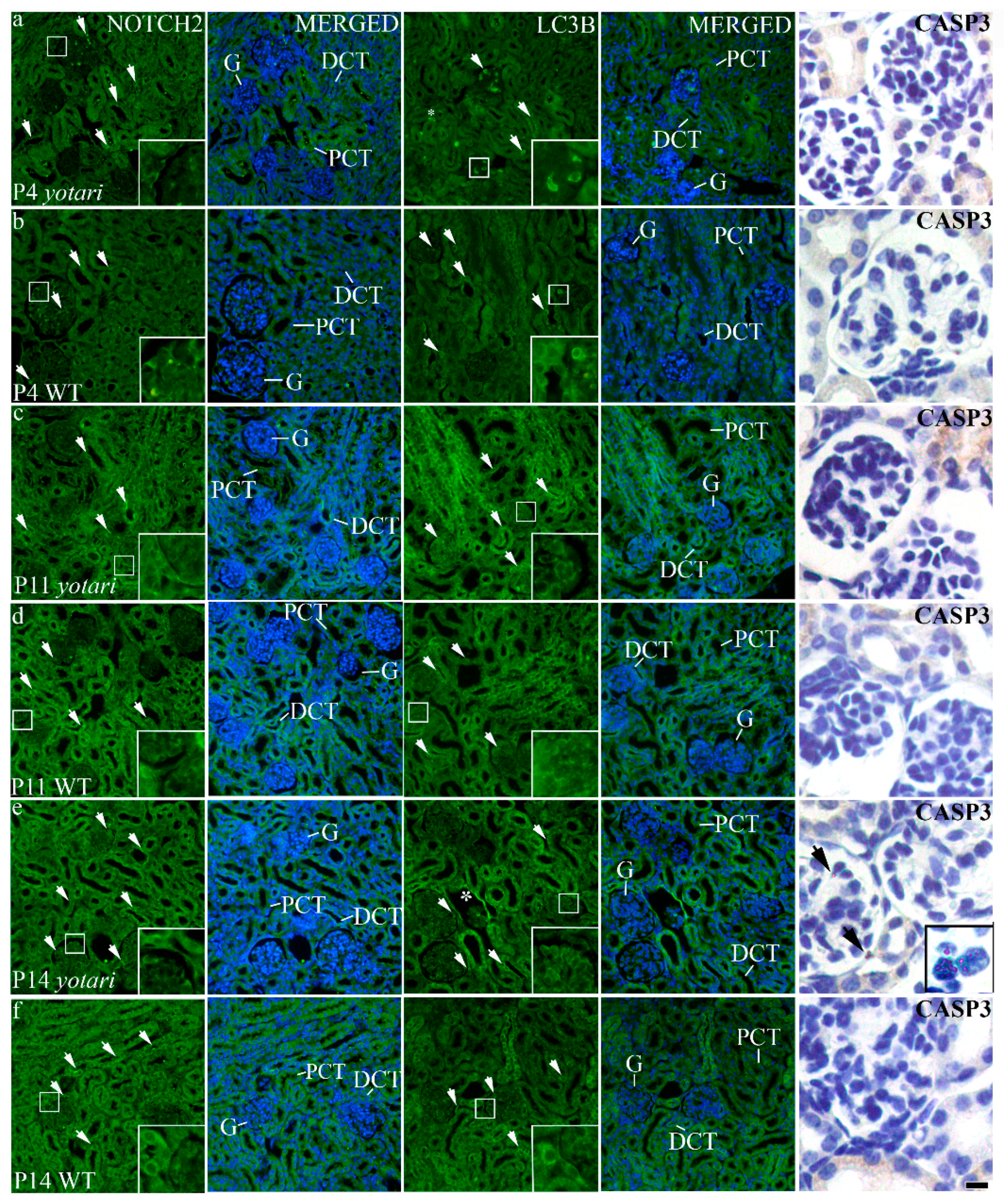 Biomolecules 11 00609 g005 Biomolecules 11 00609 g005