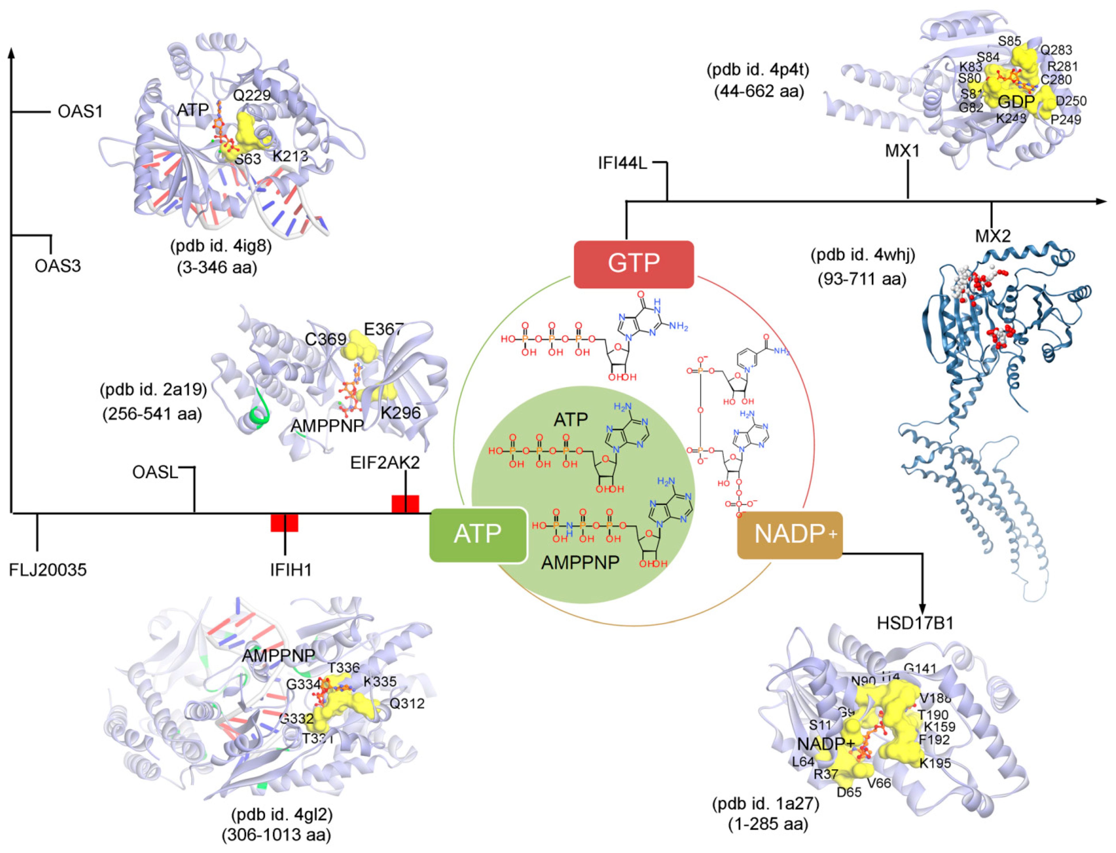 Biomolecules 11 00622 g005 Biomolecules 11 00622 g005