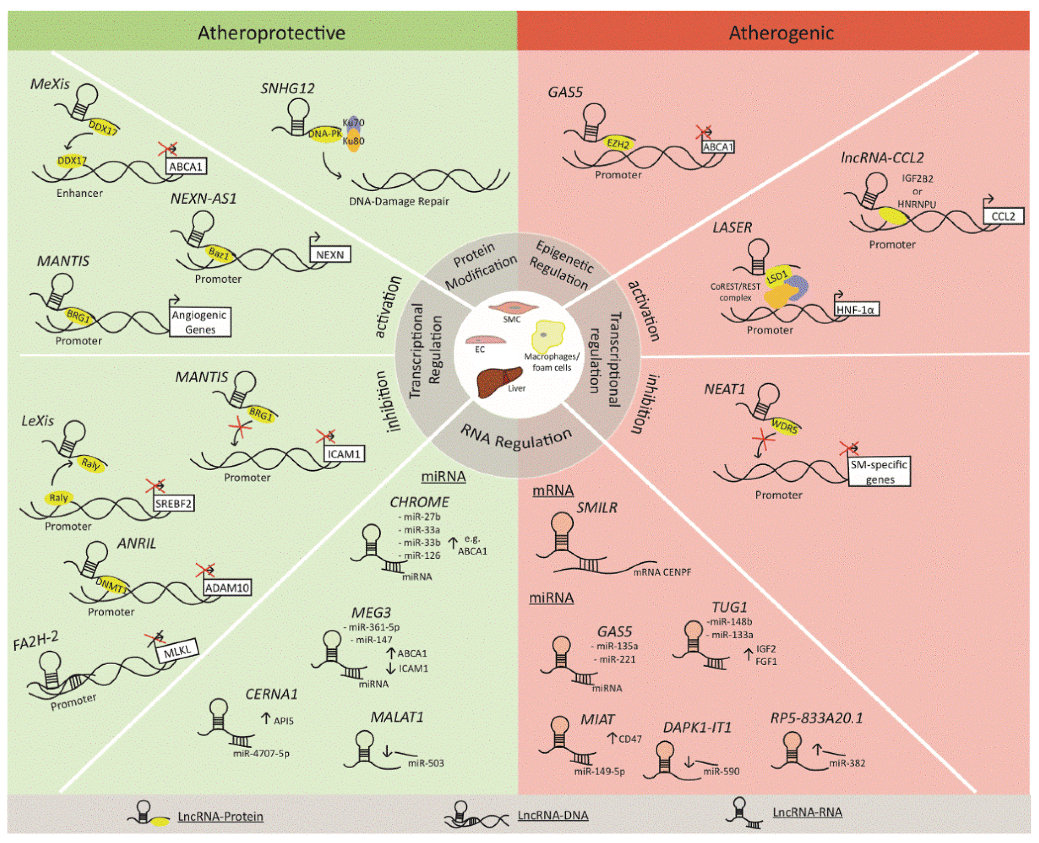 Biomolecules 11 00623 g001 Biomolecules 11 00623 g001