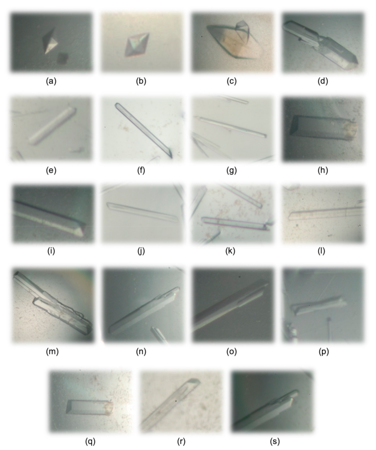 Biomolecules 11 00645 g003