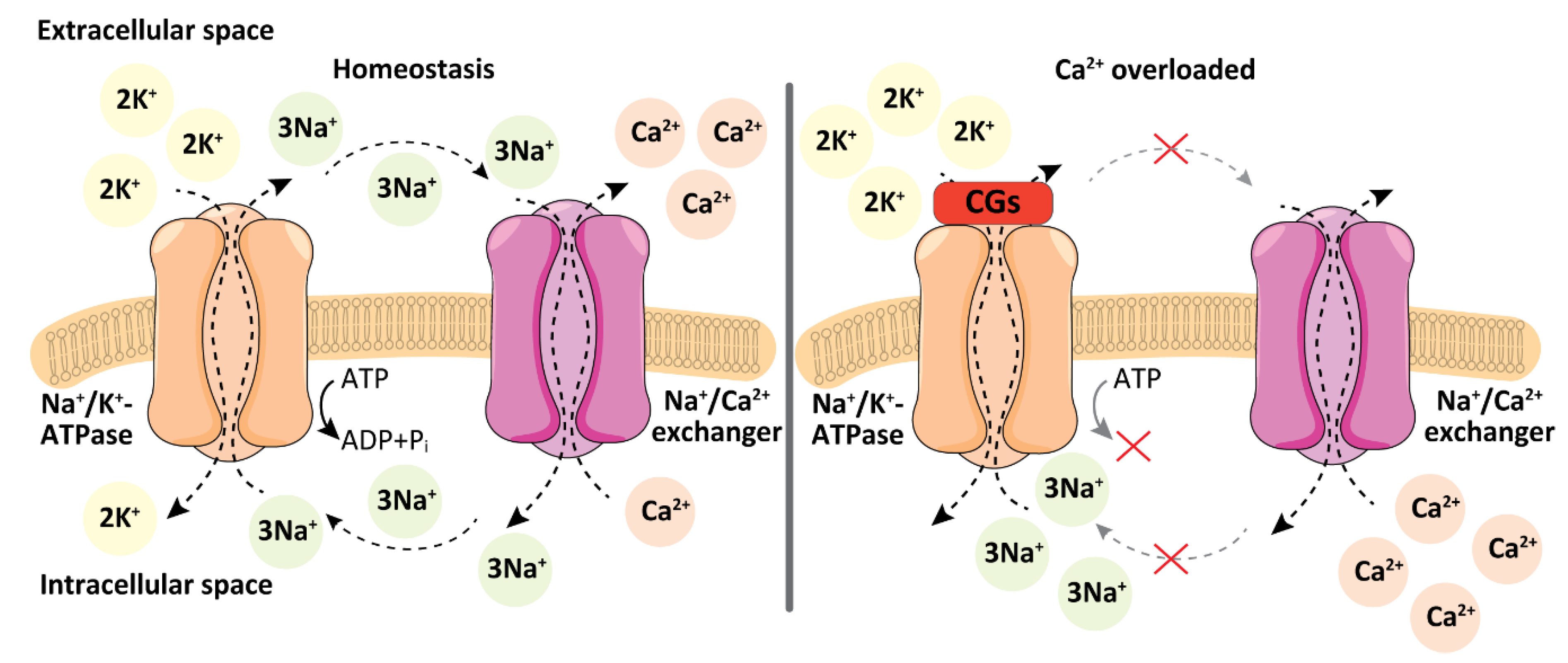 Biomolecules 11 00659 g001 Biomolecules 11 00659 g001