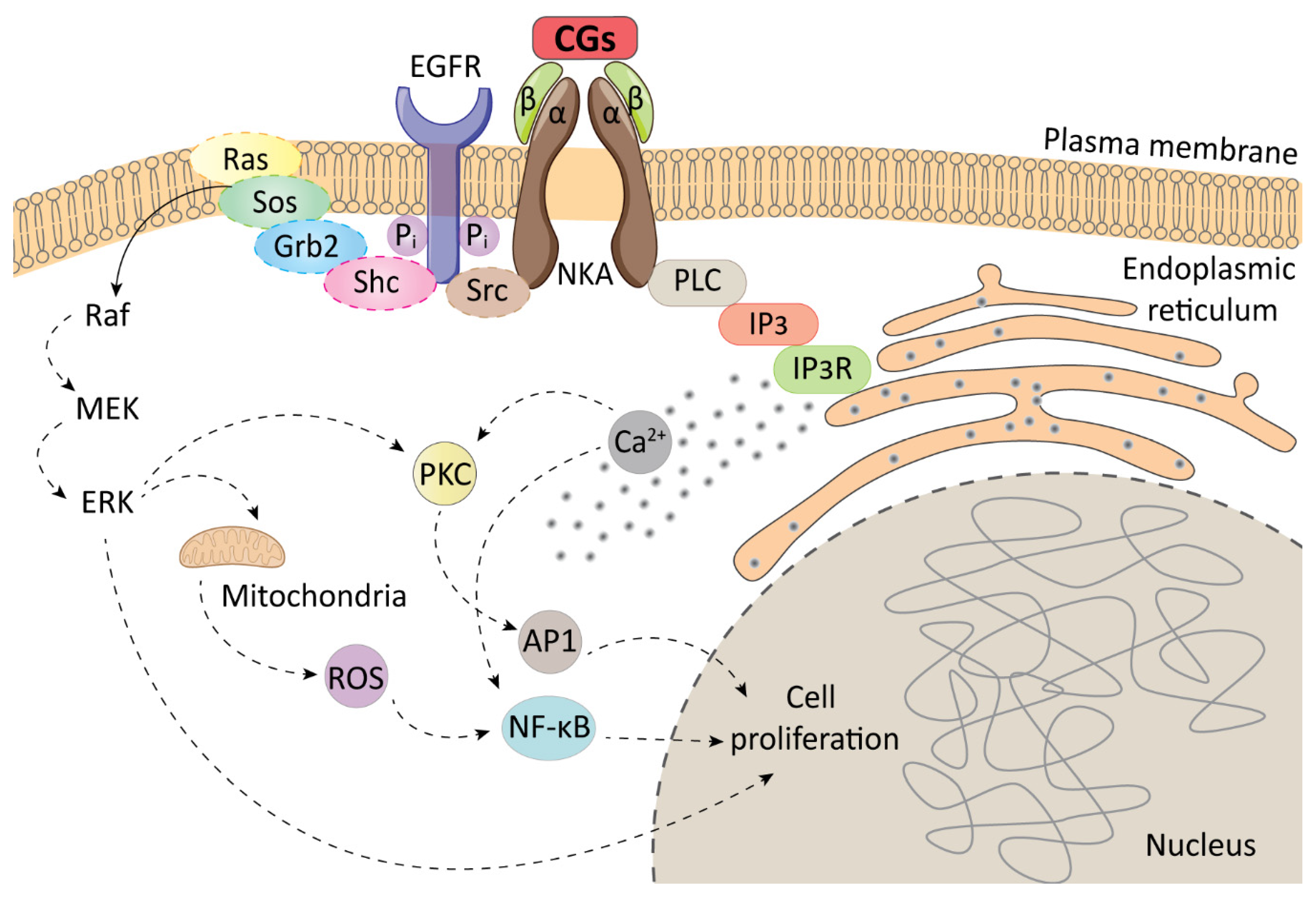 Biomolecules 11 00659 g002 Biomolecules 11 00659 g002
