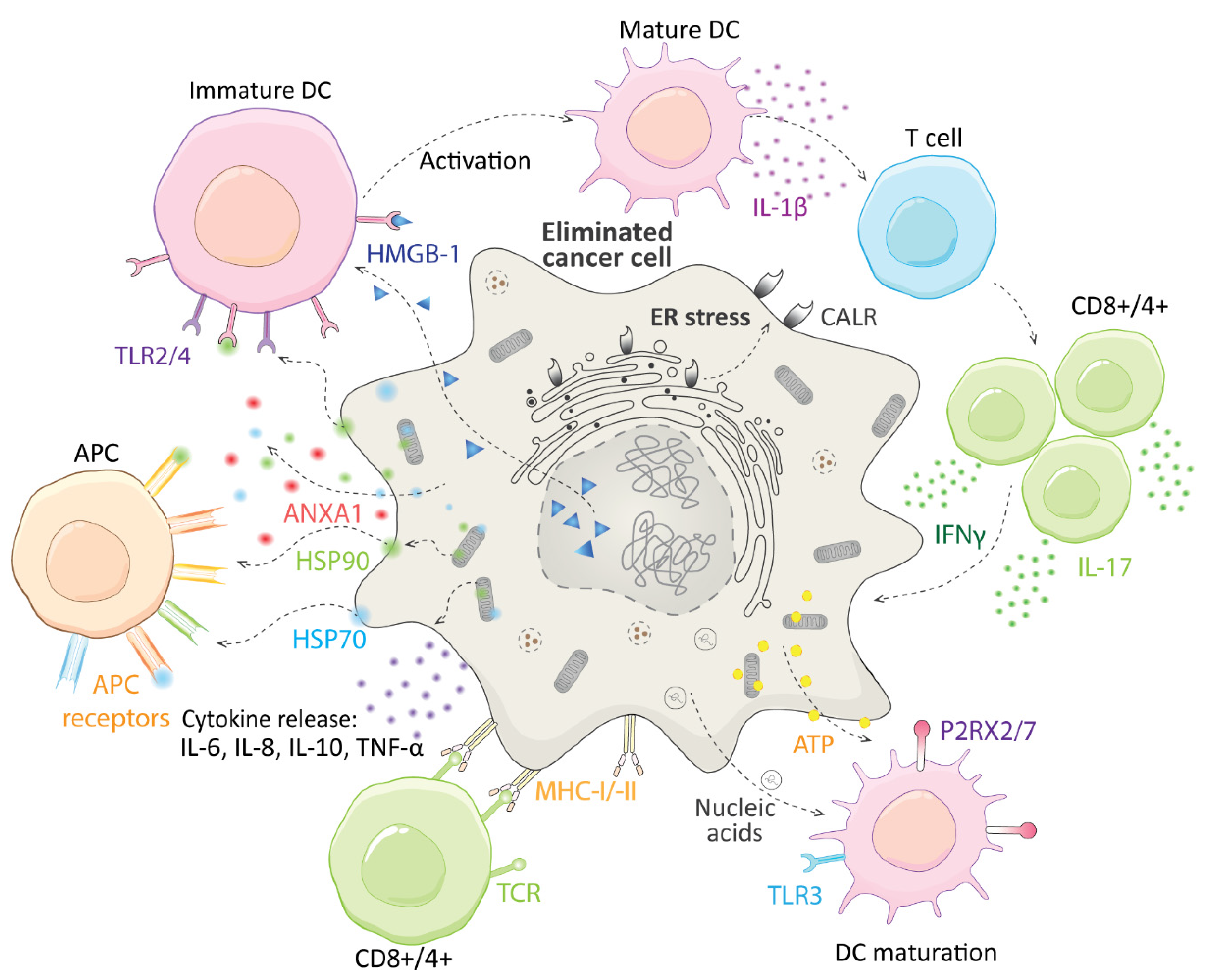 Biomolecules 11 00659 g003 Biomolecules 11 00659 g003