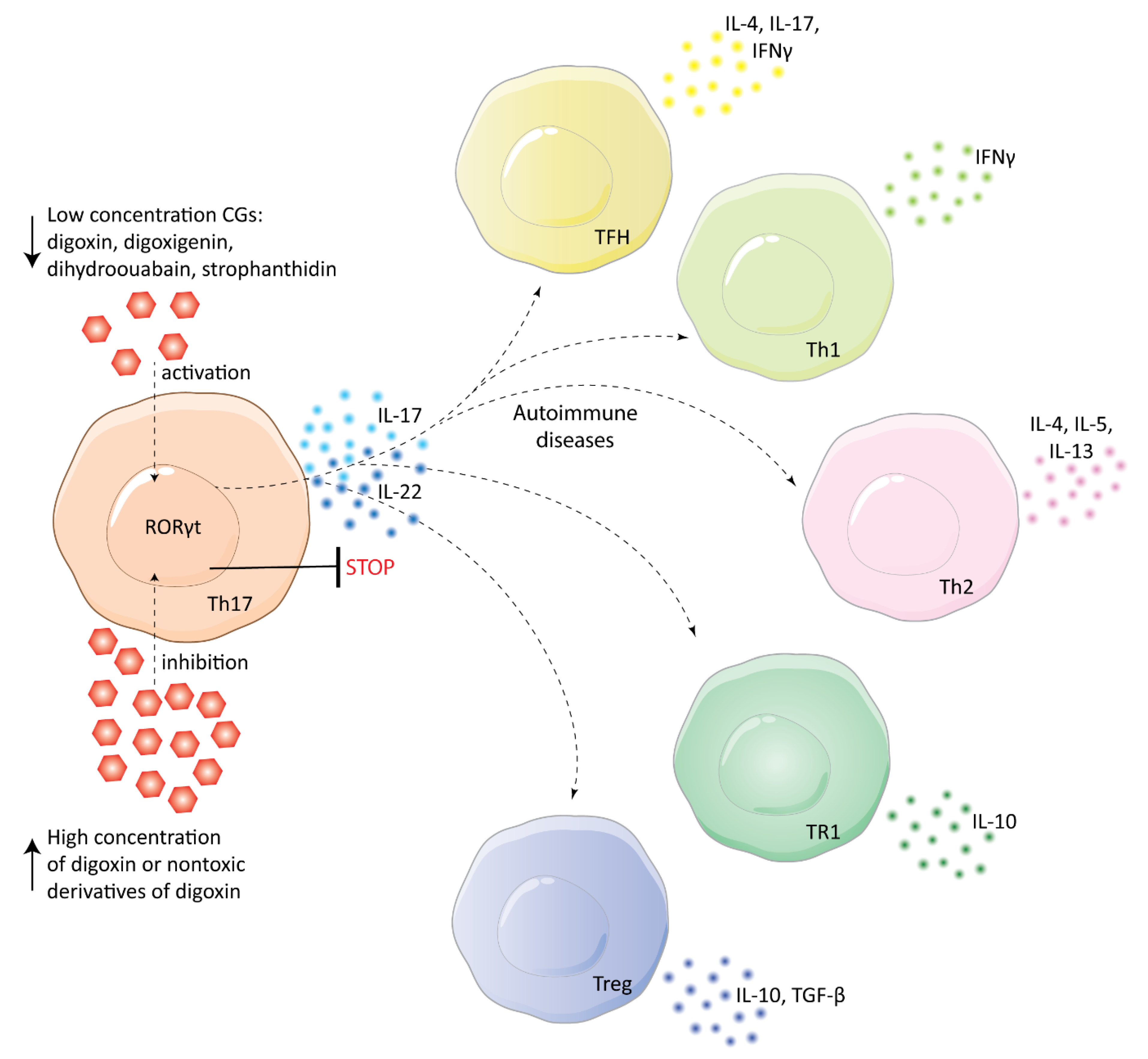 Biomolecules 11 00659 g004 Biomolecules 11 00659 g004