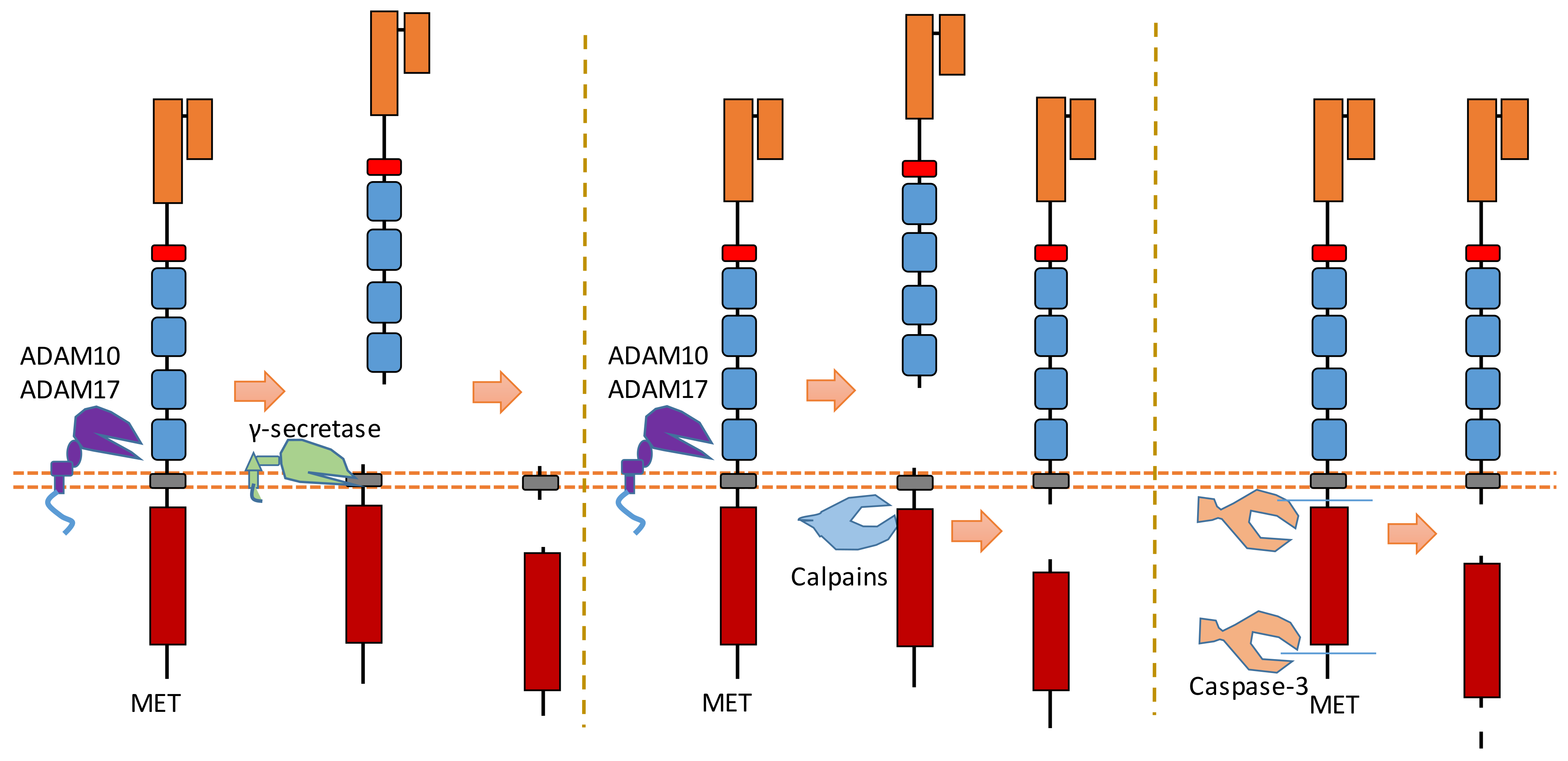 Biomolecules 11 00660 g004