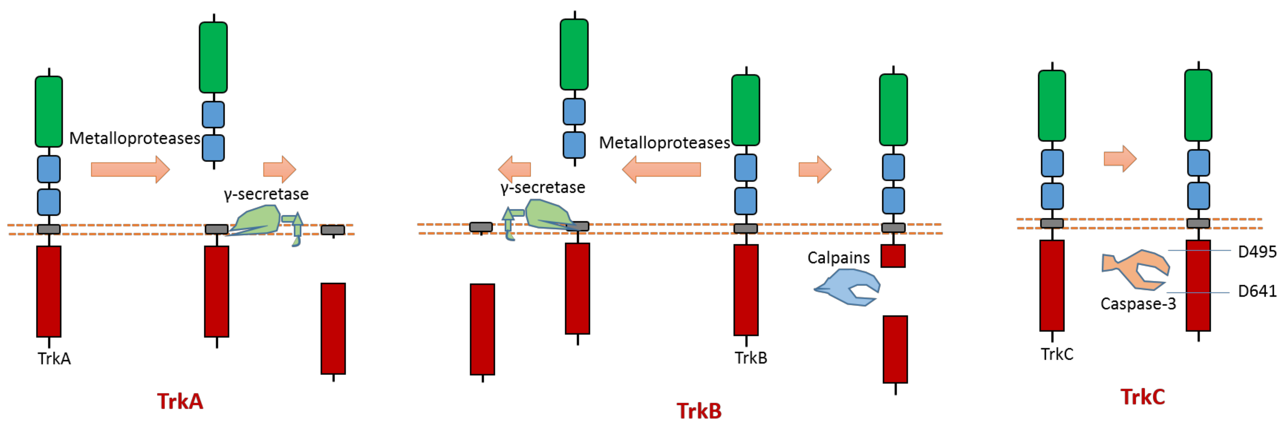Biomolecules 11 00660 g005