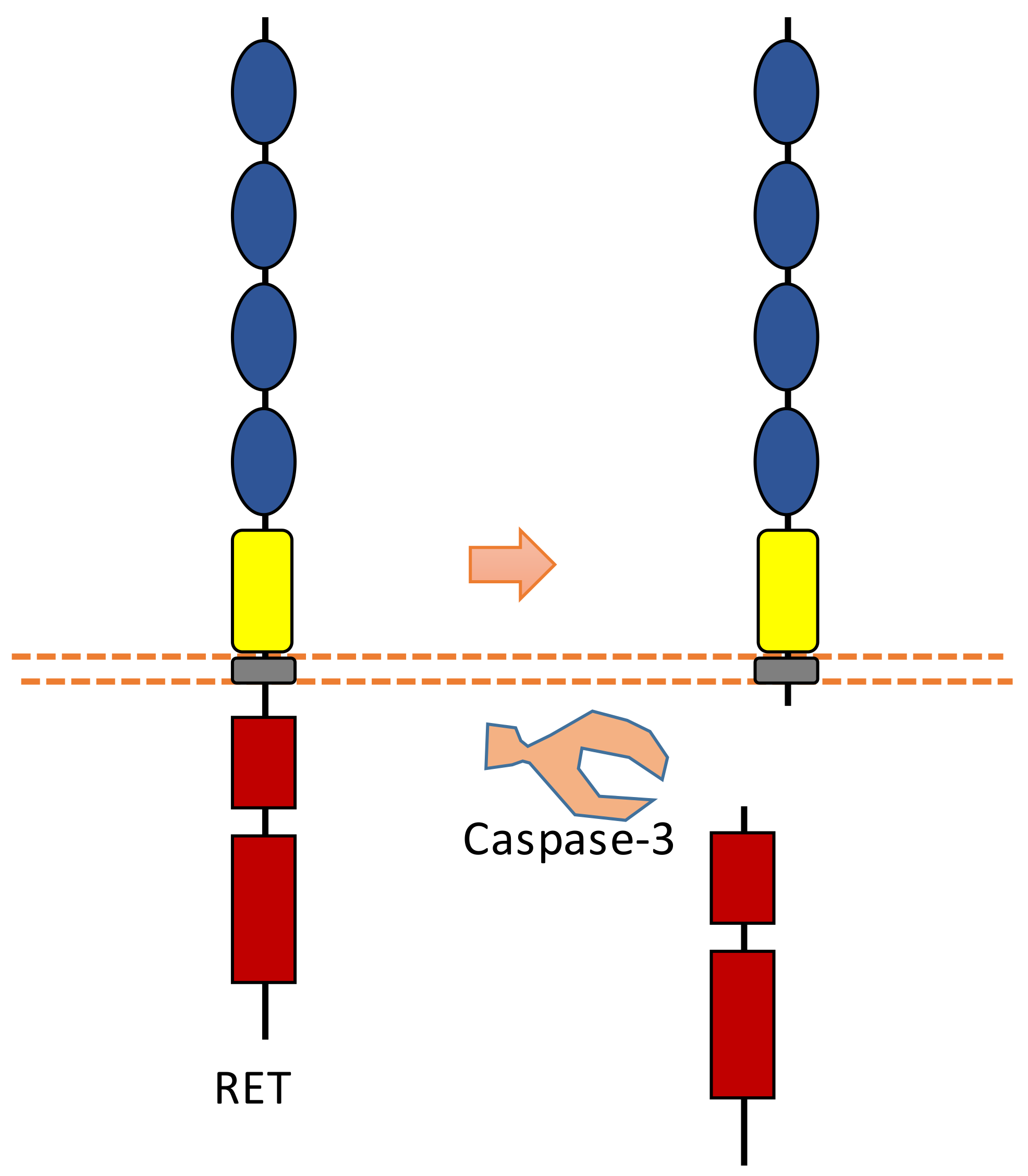 Biomolecules 11 00660 g009
