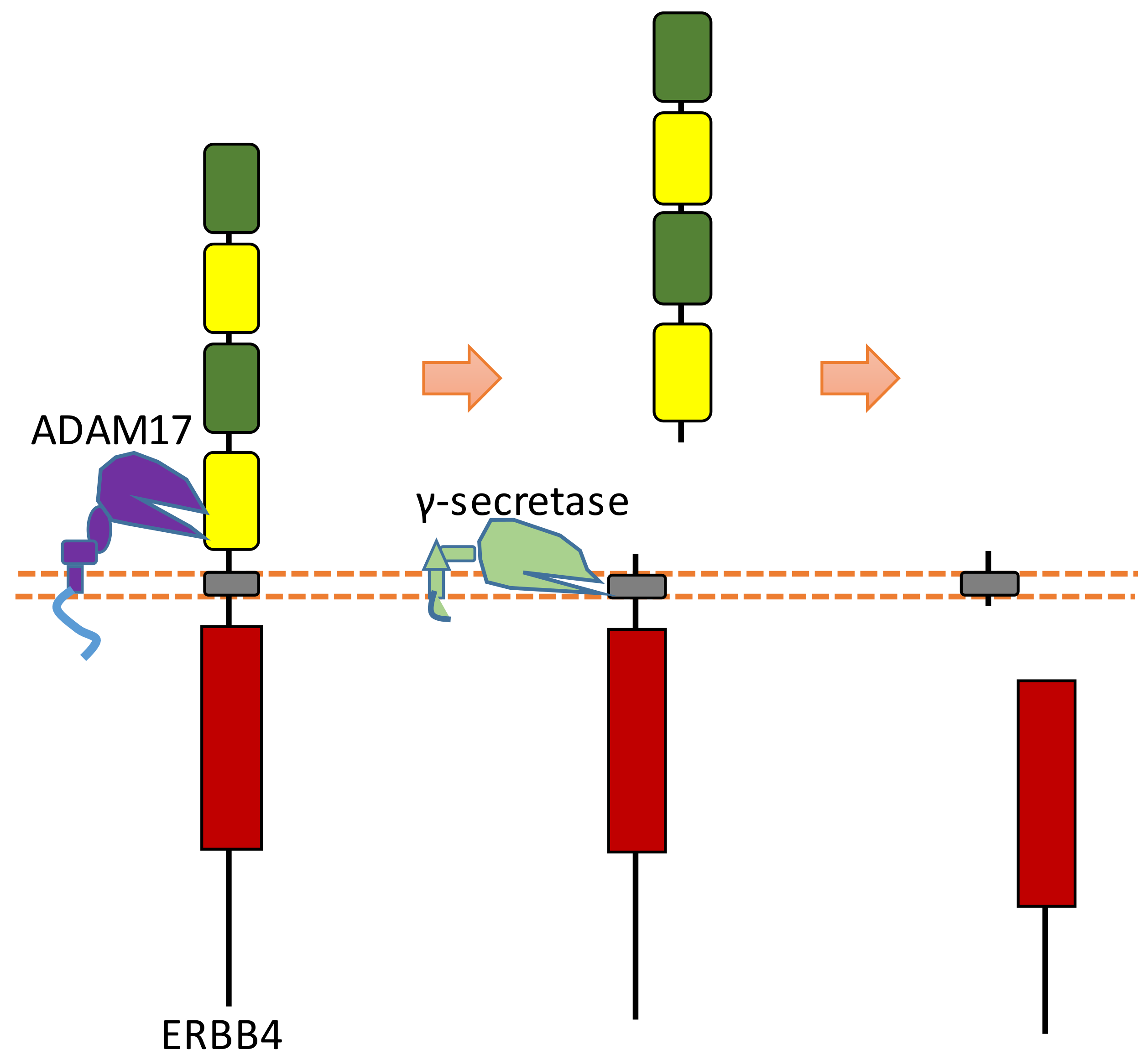 Biomolecules 11 00660 g010