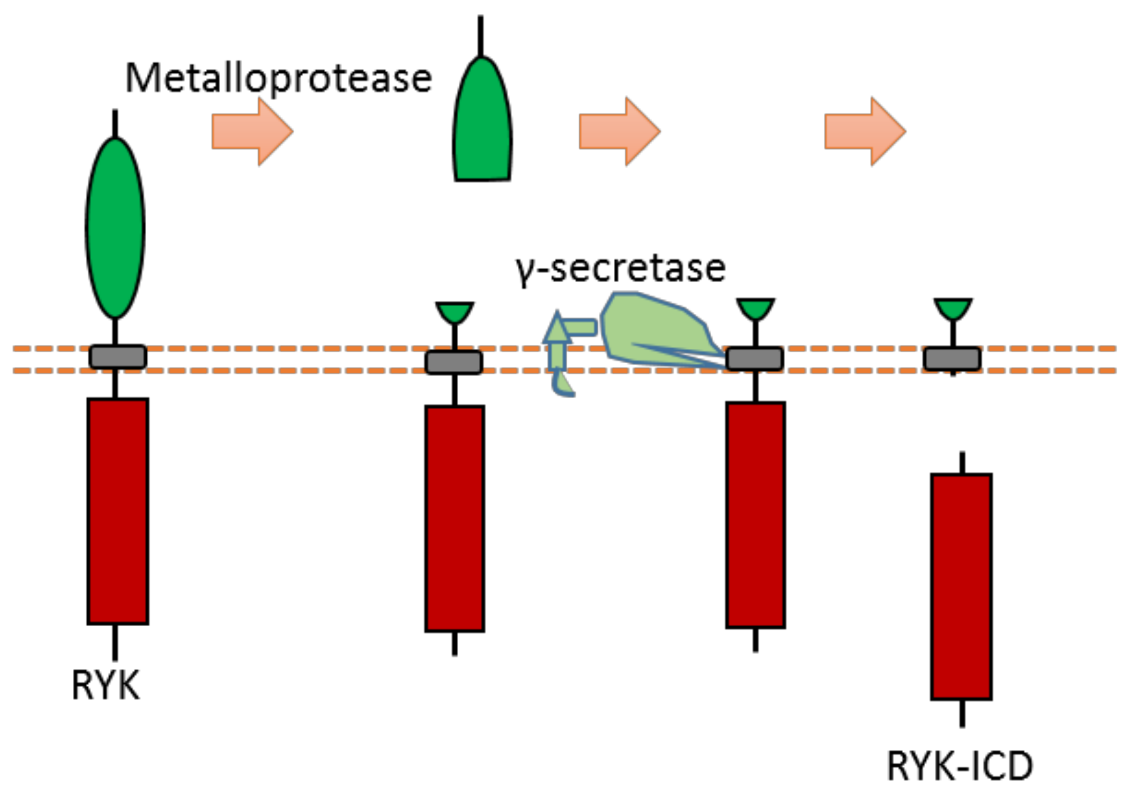 Biomolecules 11 00660 g011