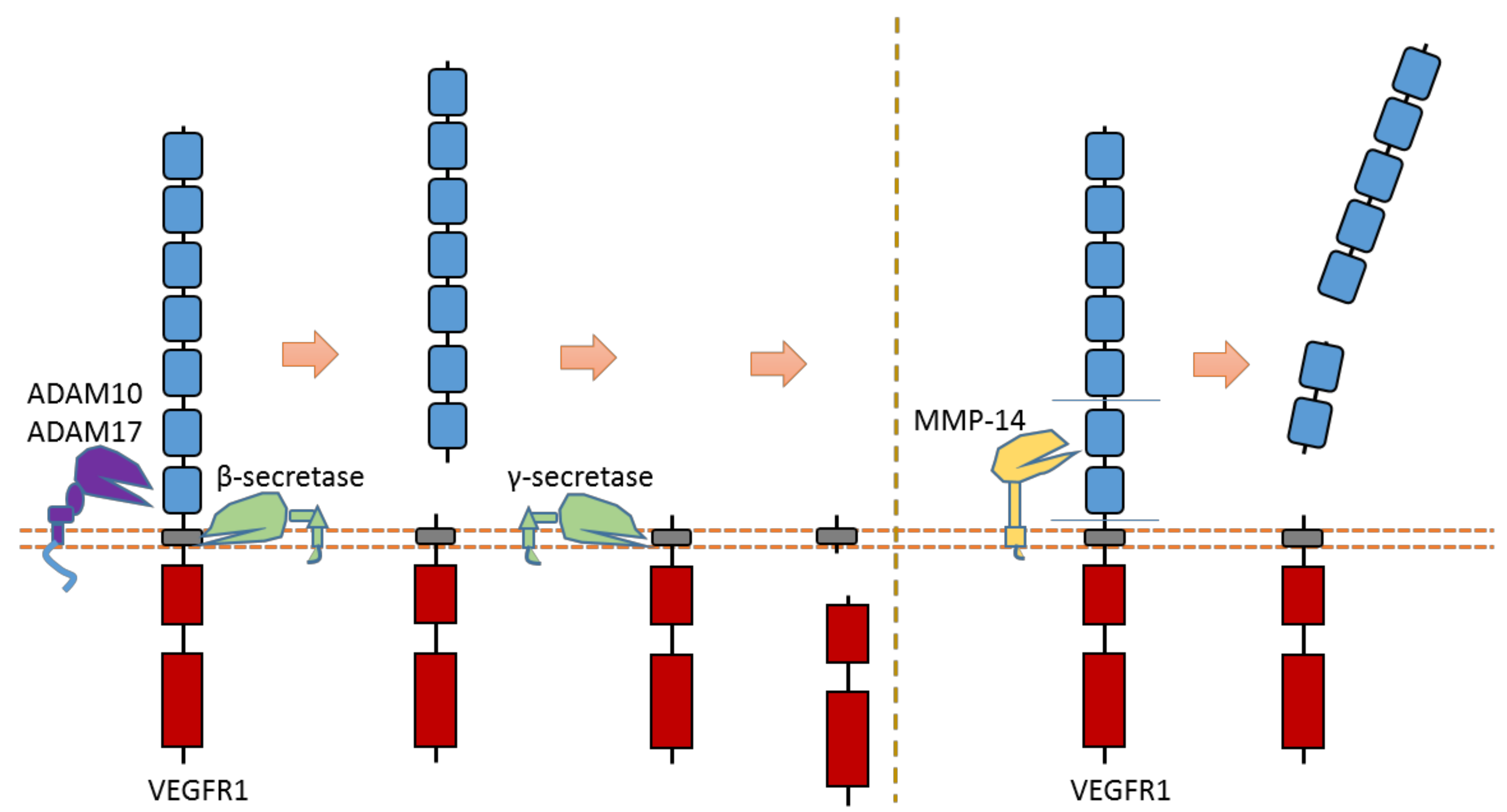 Biomolecules 11 00660 g013
