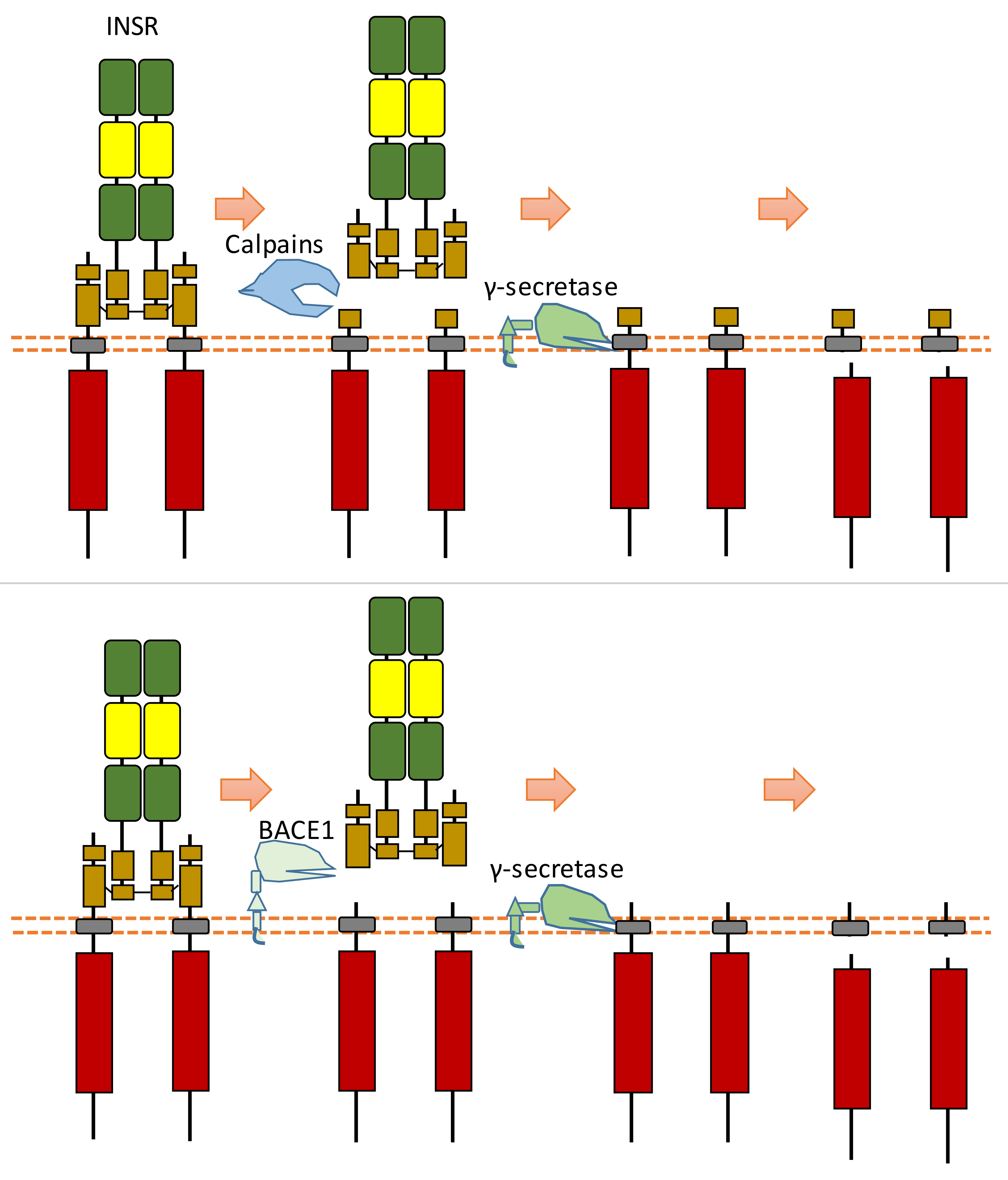 Biomolecules 11 00660 g015